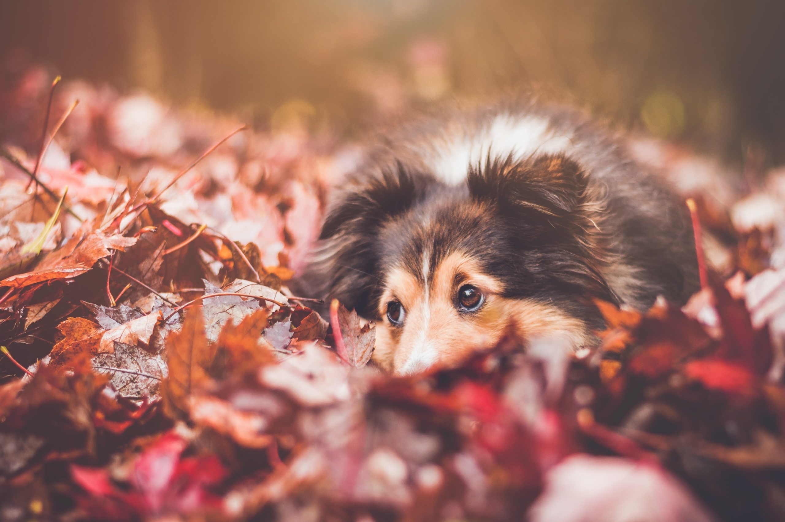 Online Vet Appointment Denver CO