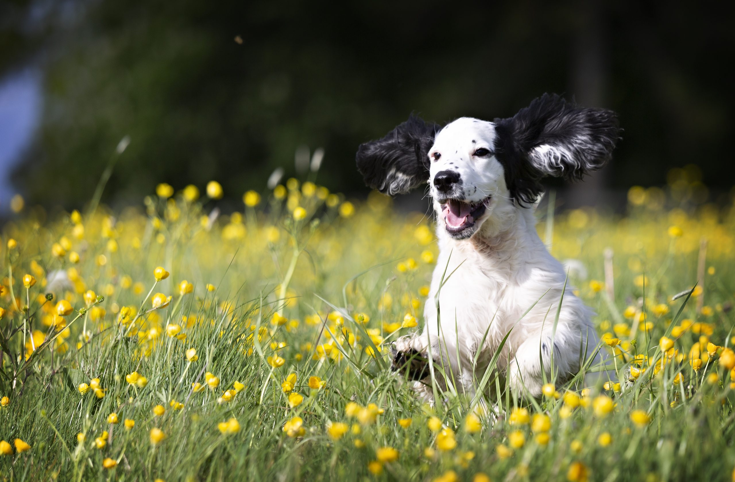 Veterinarian Austin TX