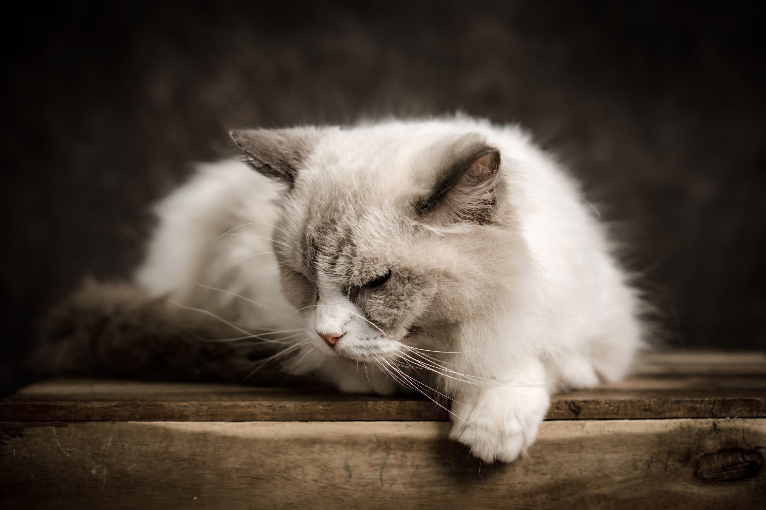 Best Vets Baltimore MD