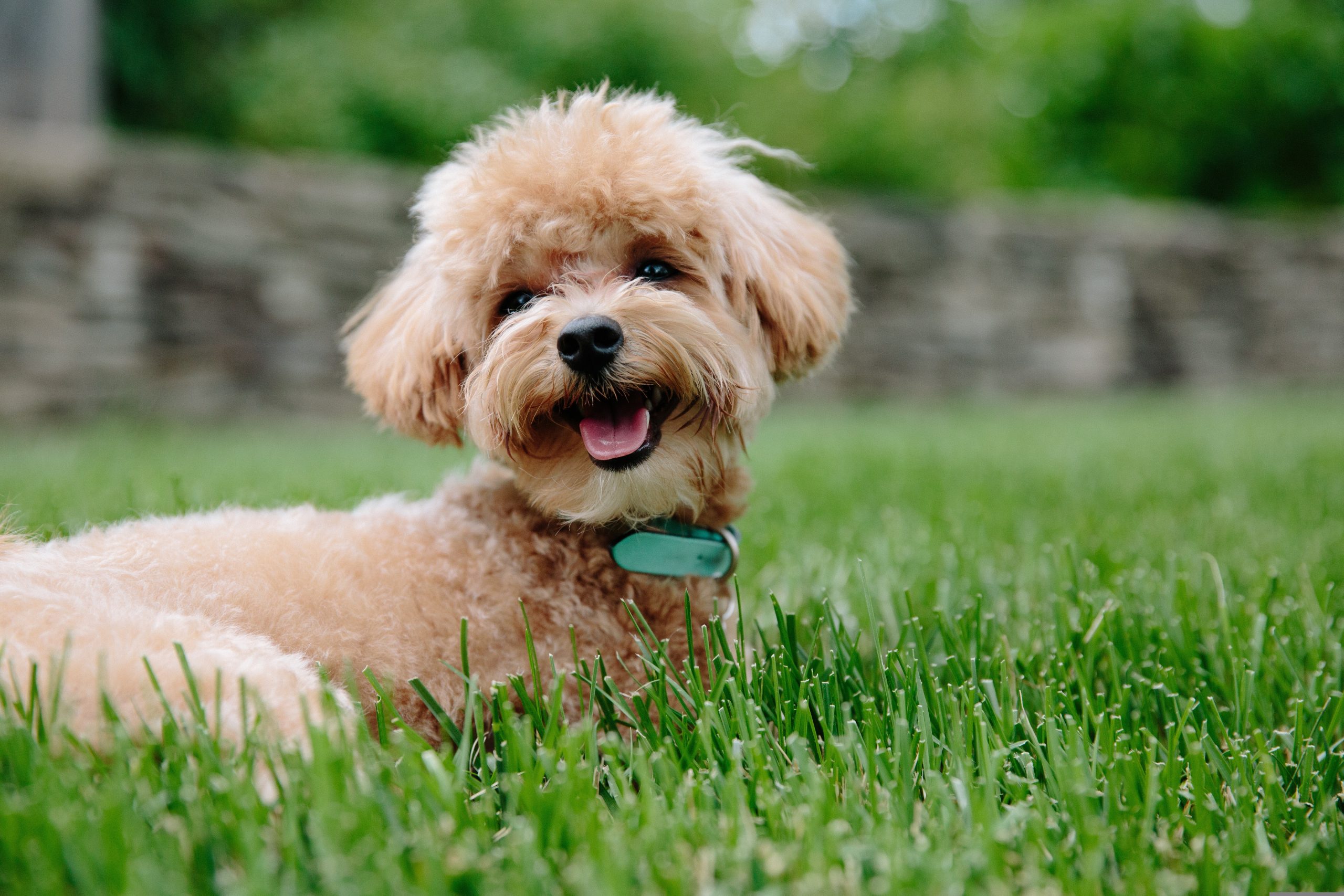 Veterinarian Columbus OH
