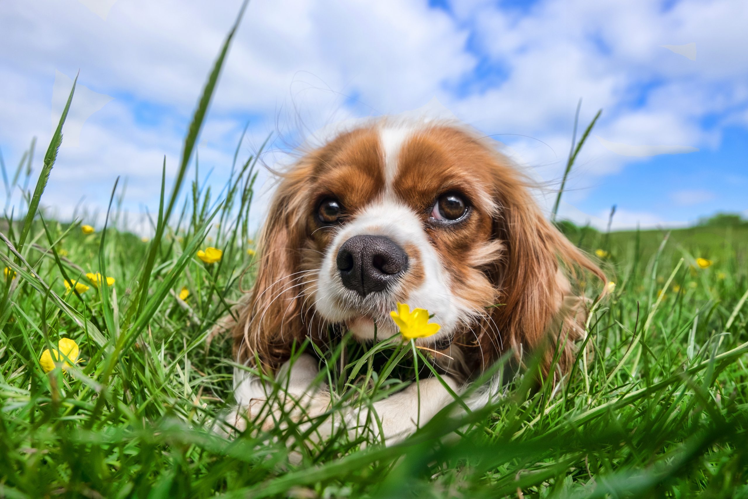 Online Vet Washington DC