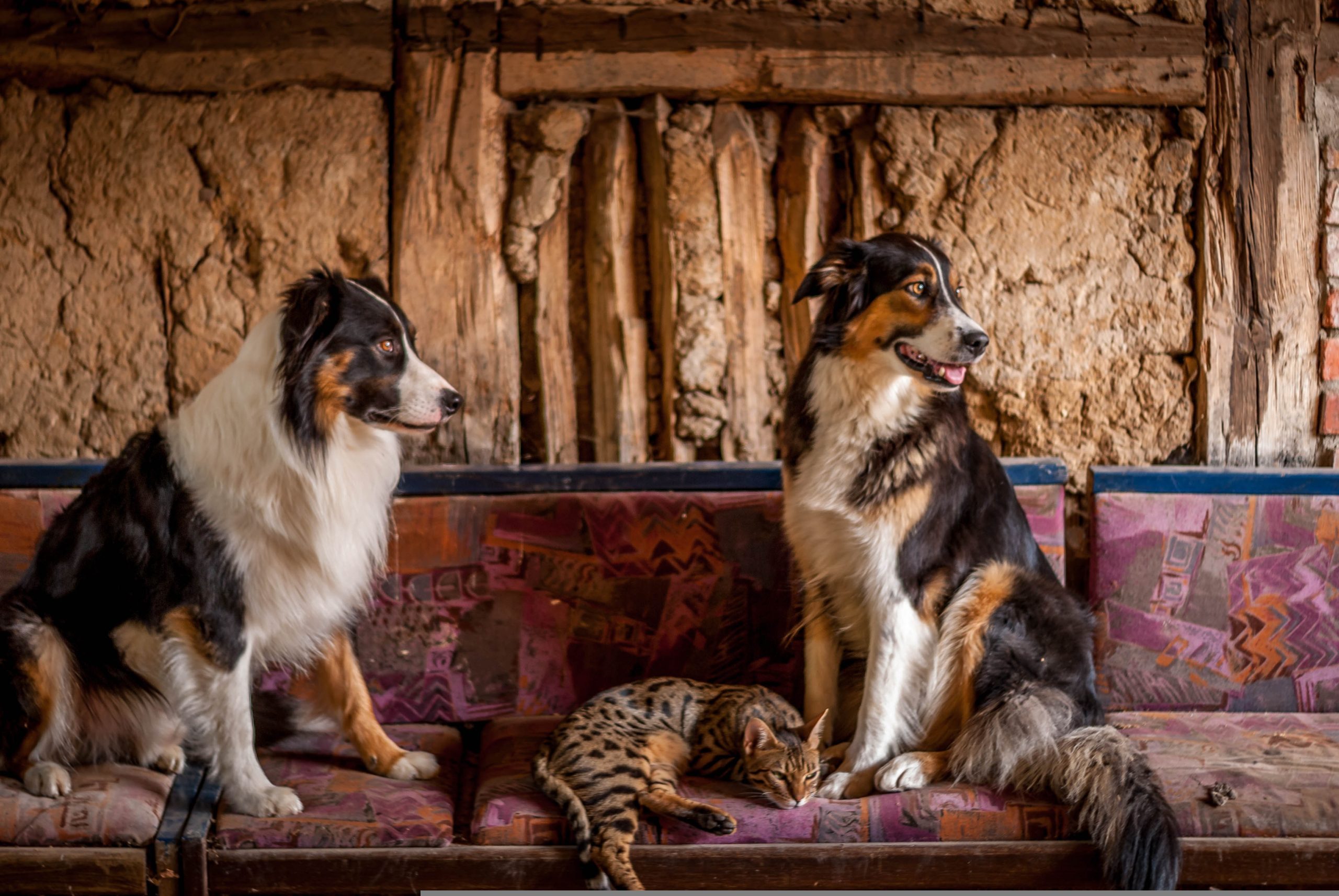 Online Vet Las Vegas NV