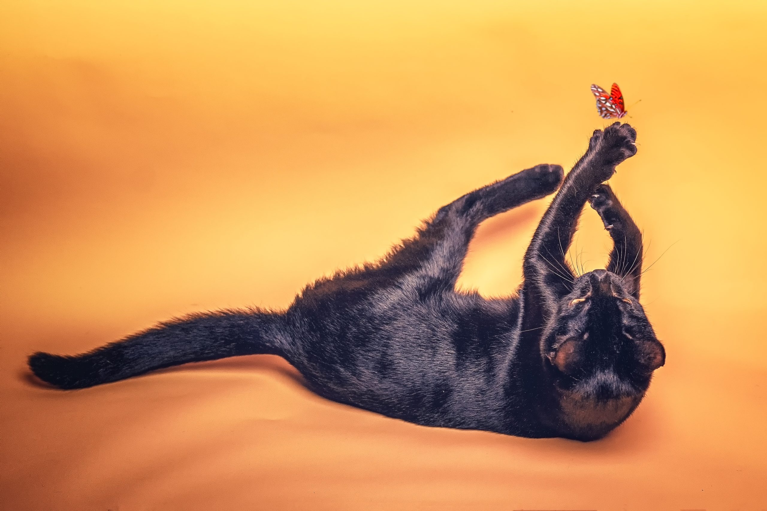 Online vet Memphis TN