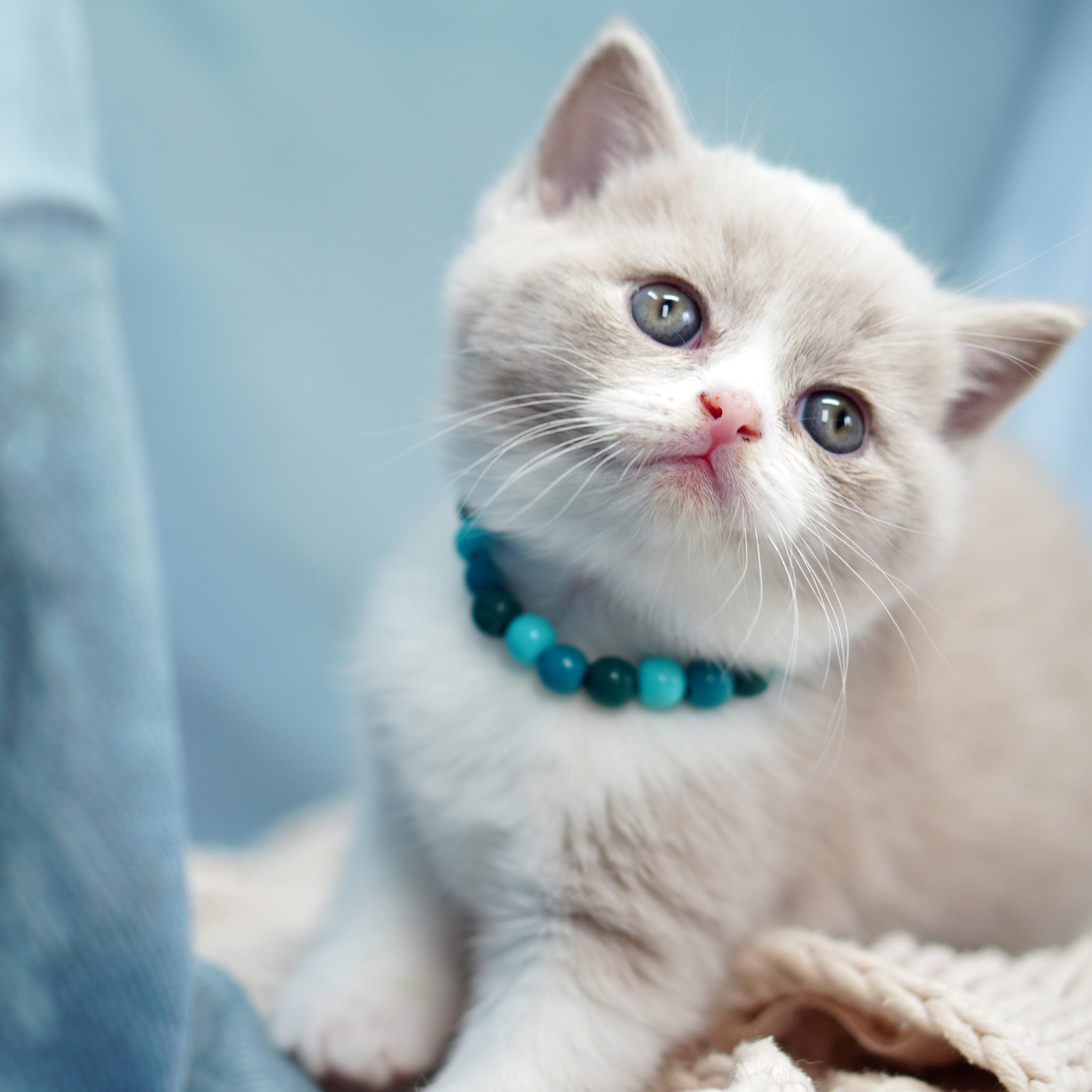 Vet Tucson AZ