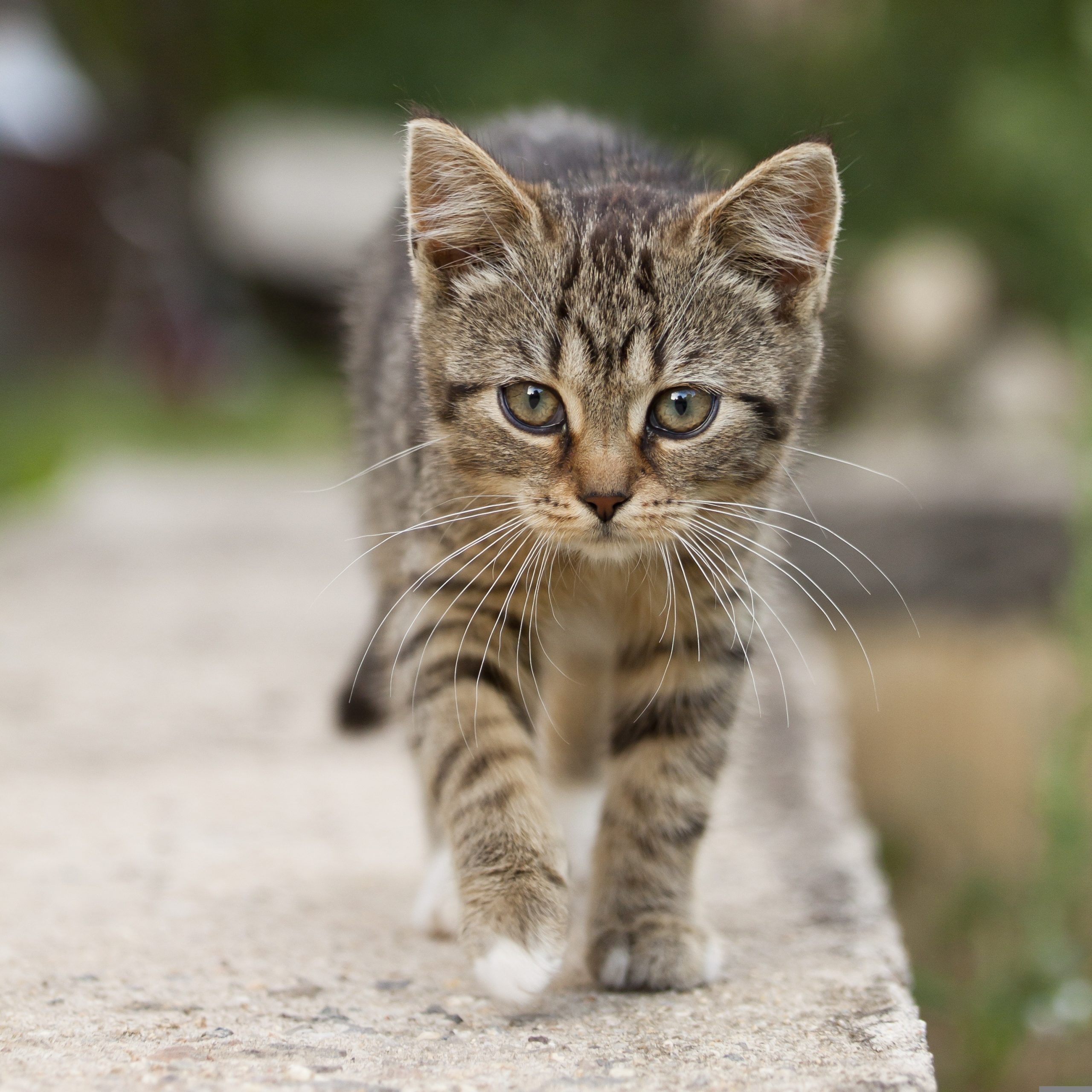Online Vet Atlanta GA