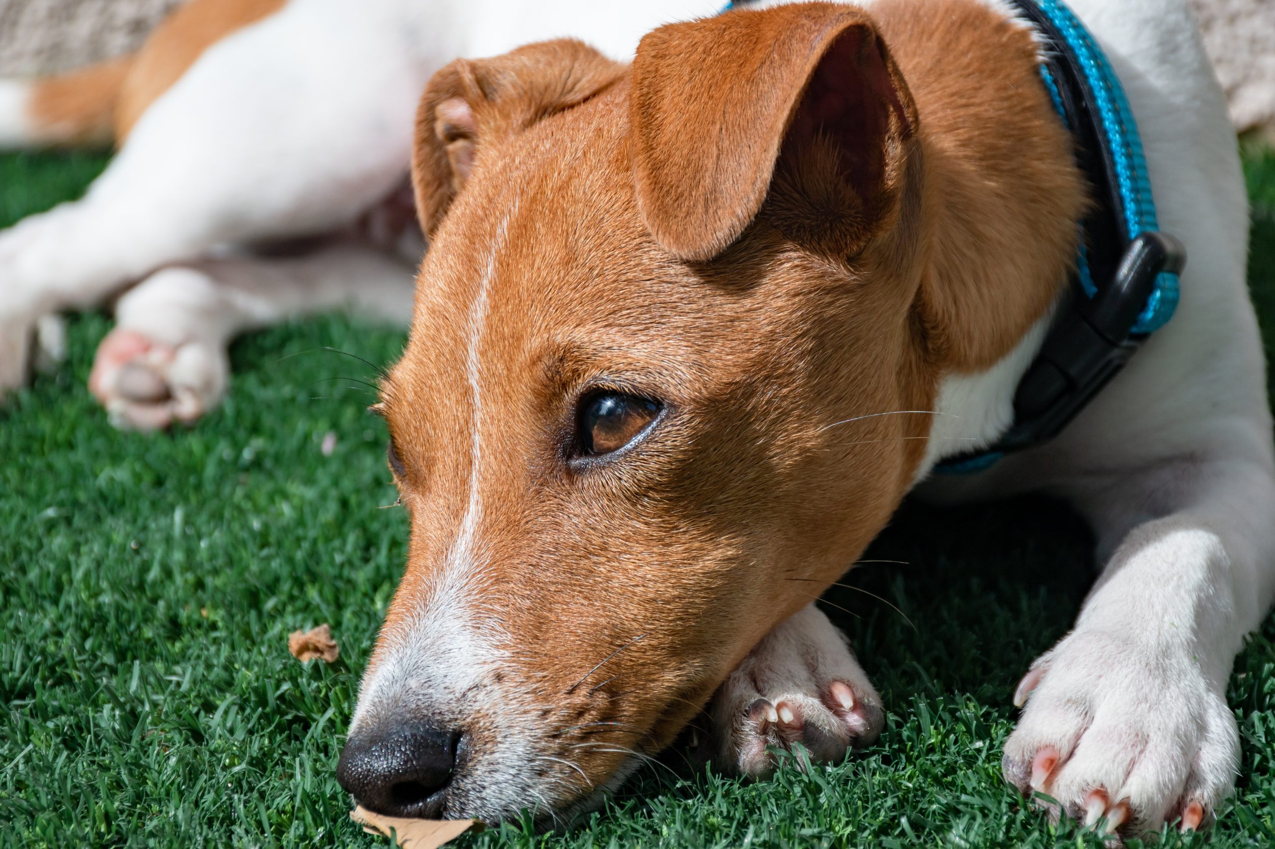 Best Vets Raleigh NC