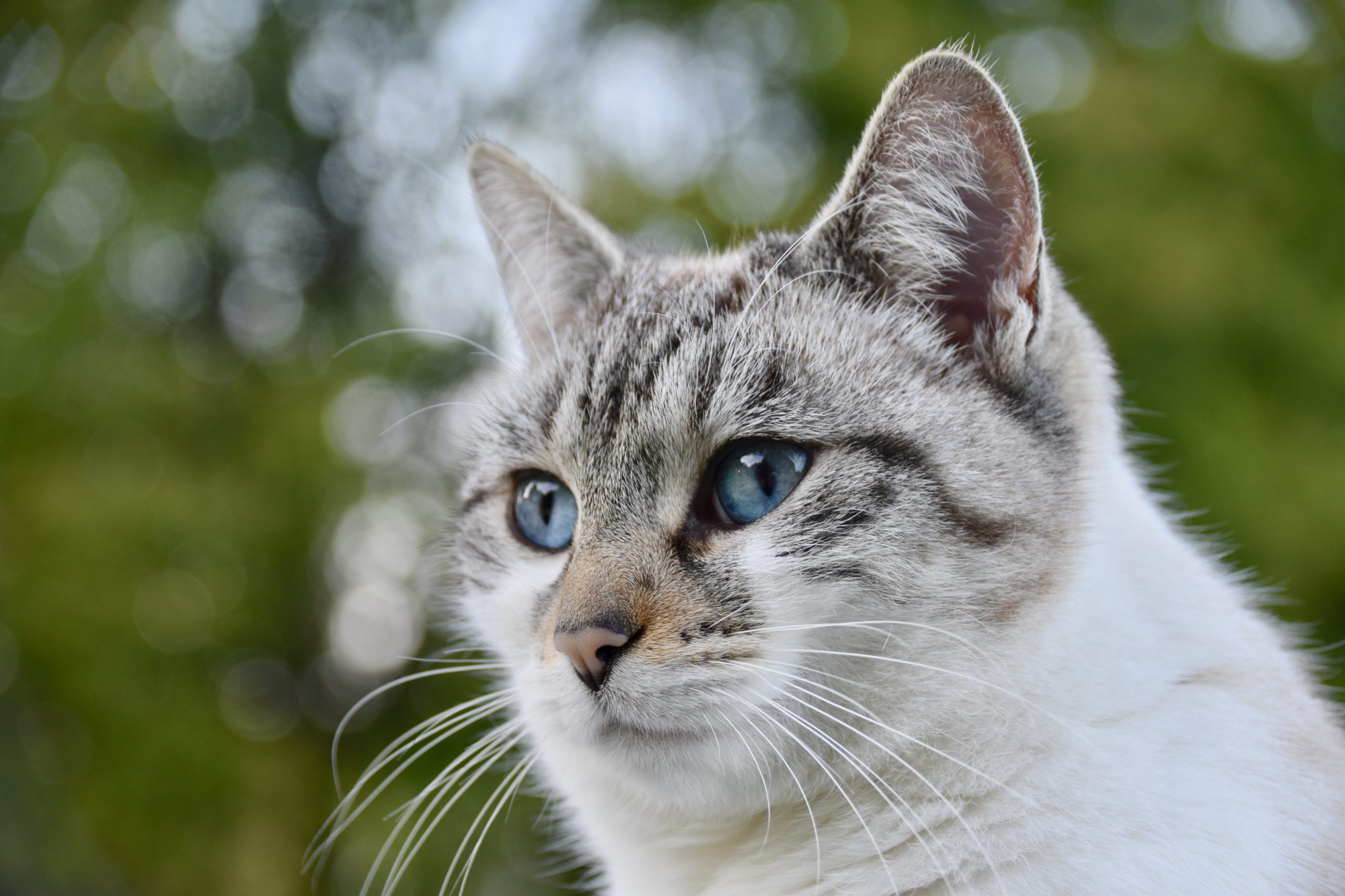 Online Vet Appointment Miami FL