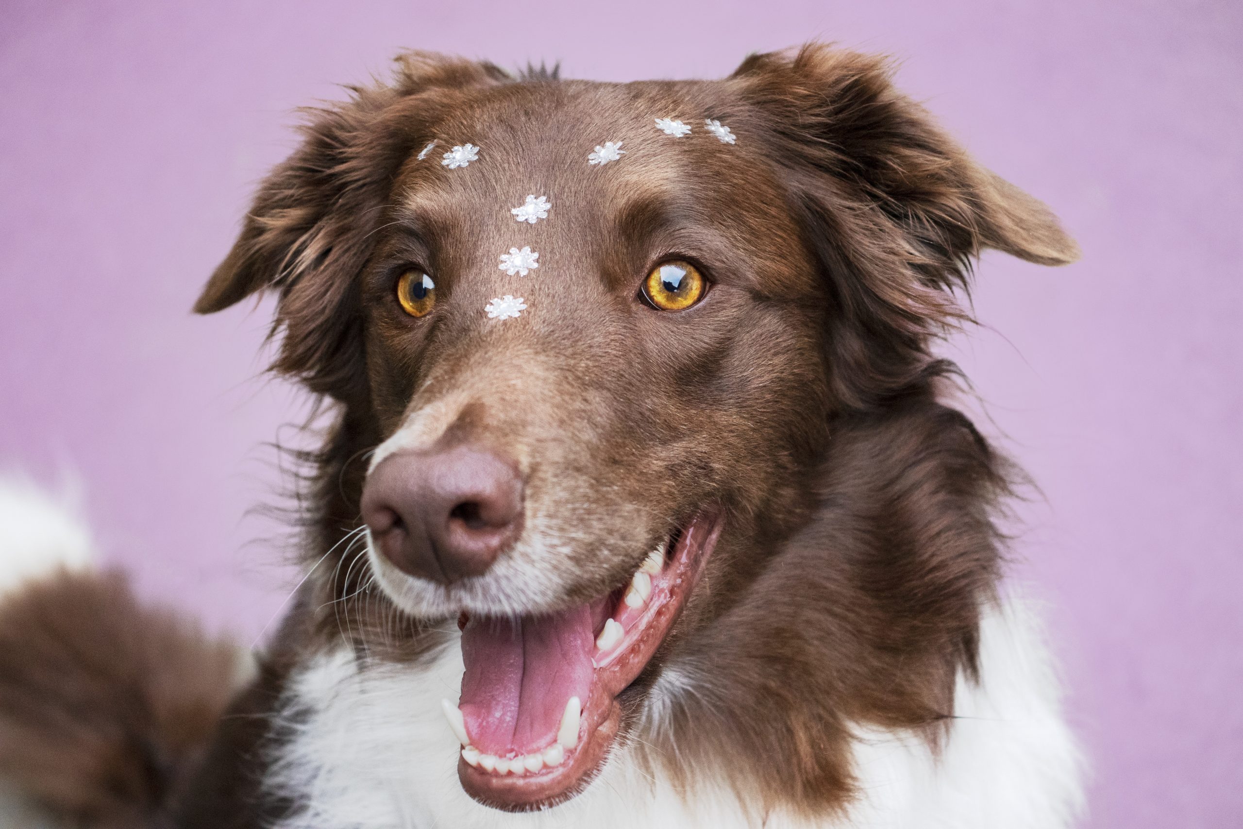 Online Vet Appointment Oakland CA