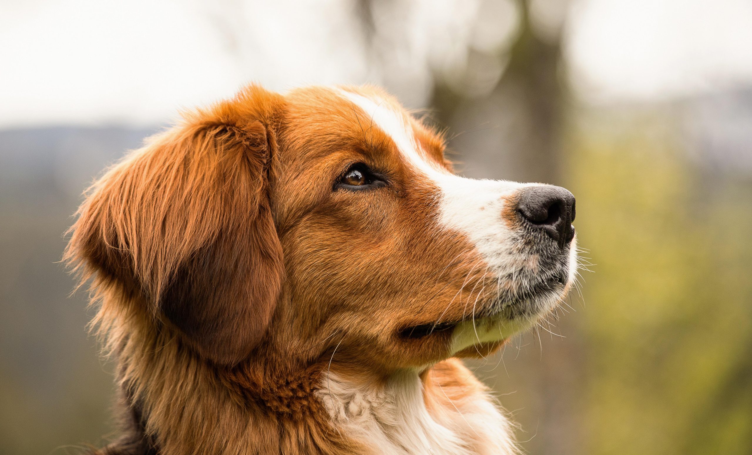 Veterinarian Charlotte NC