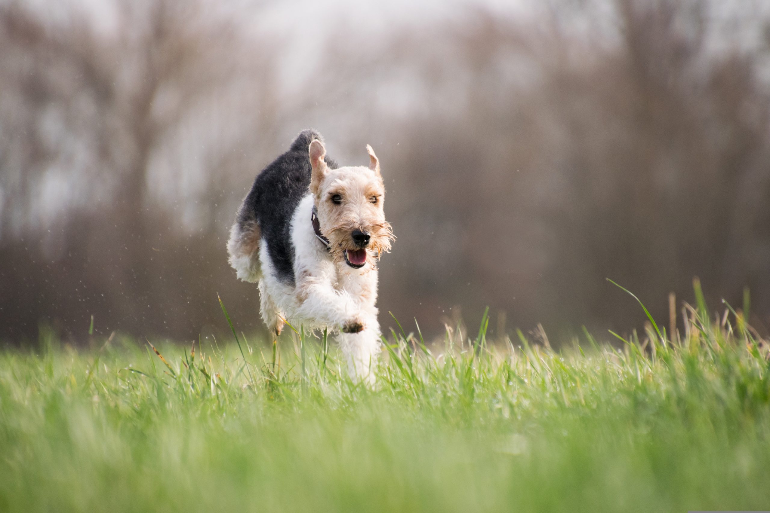 Veterinarian Tulsa OK