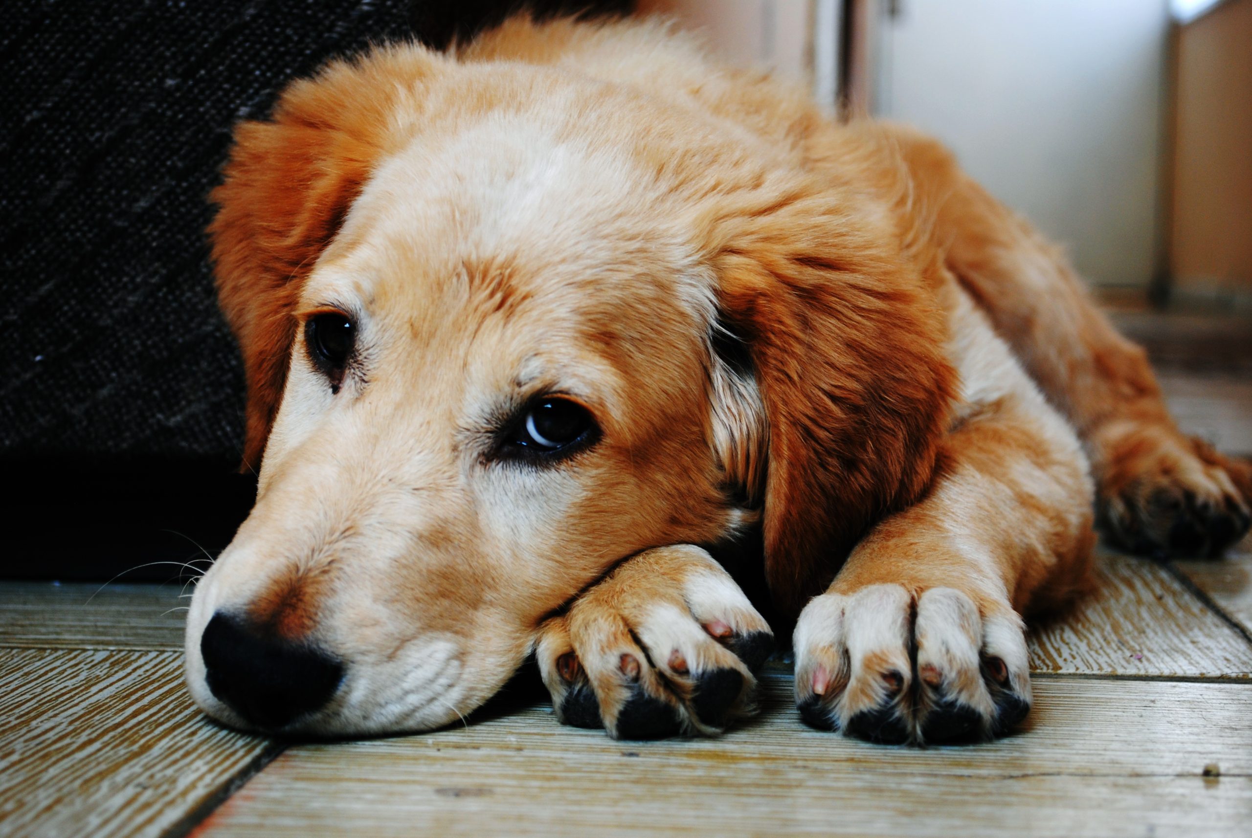 Online Vet Appointment Bakersfield CA