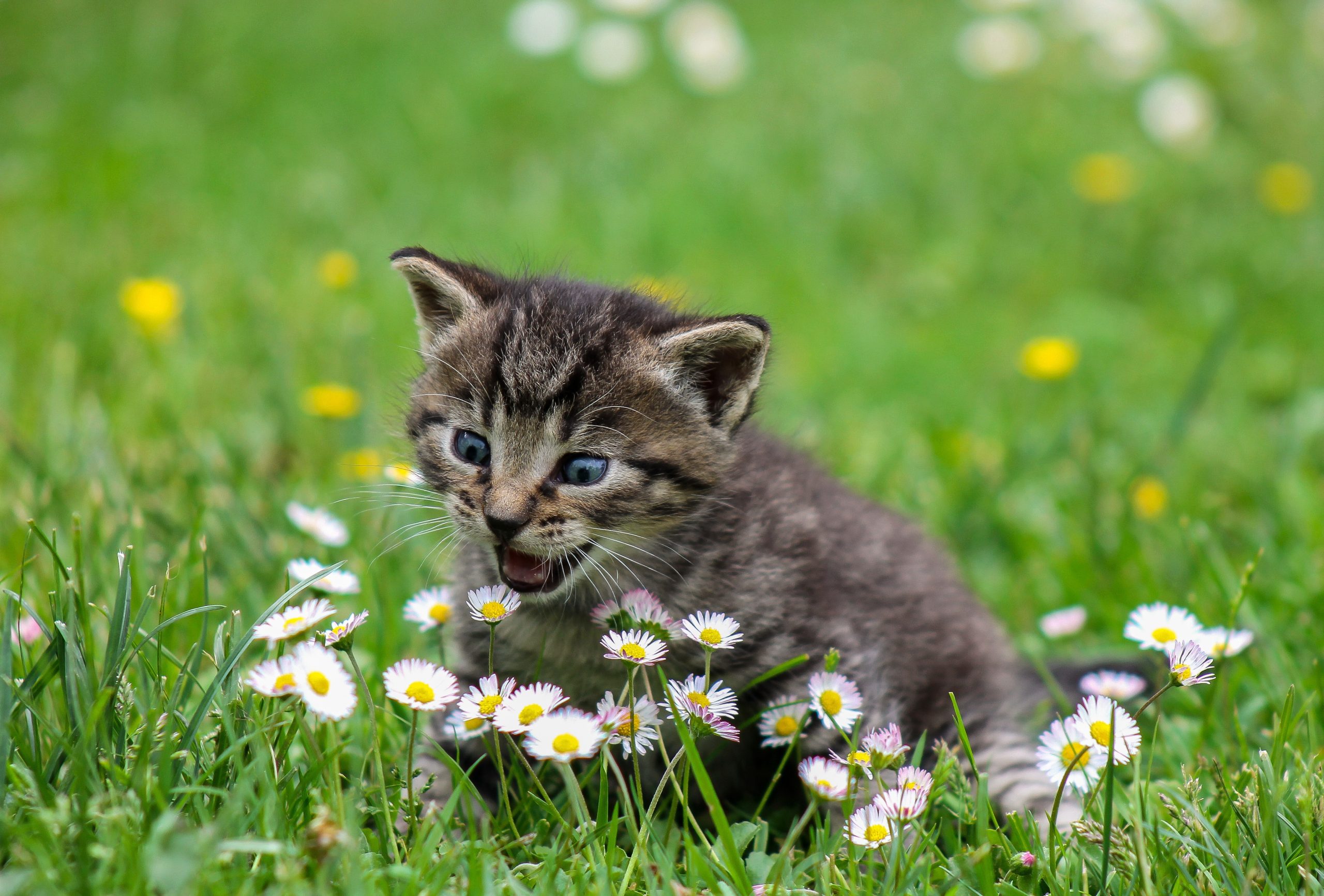 Online Vet Wichita KS