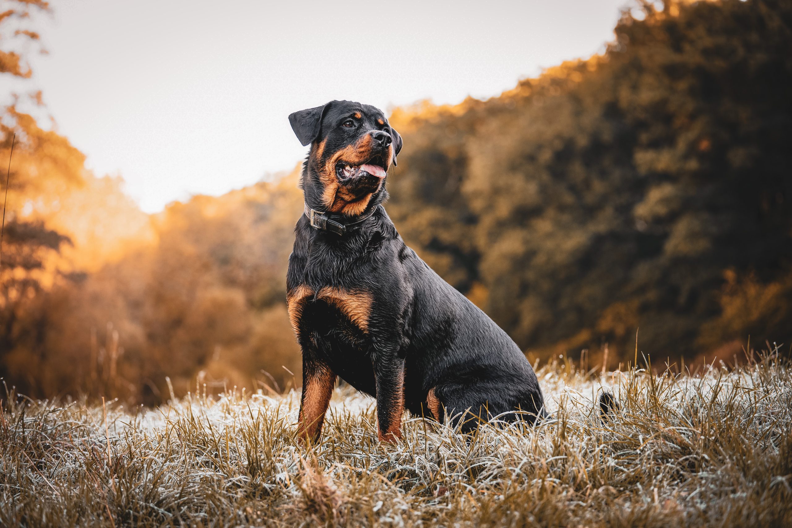 Vets near me for dogs in Aurora CO