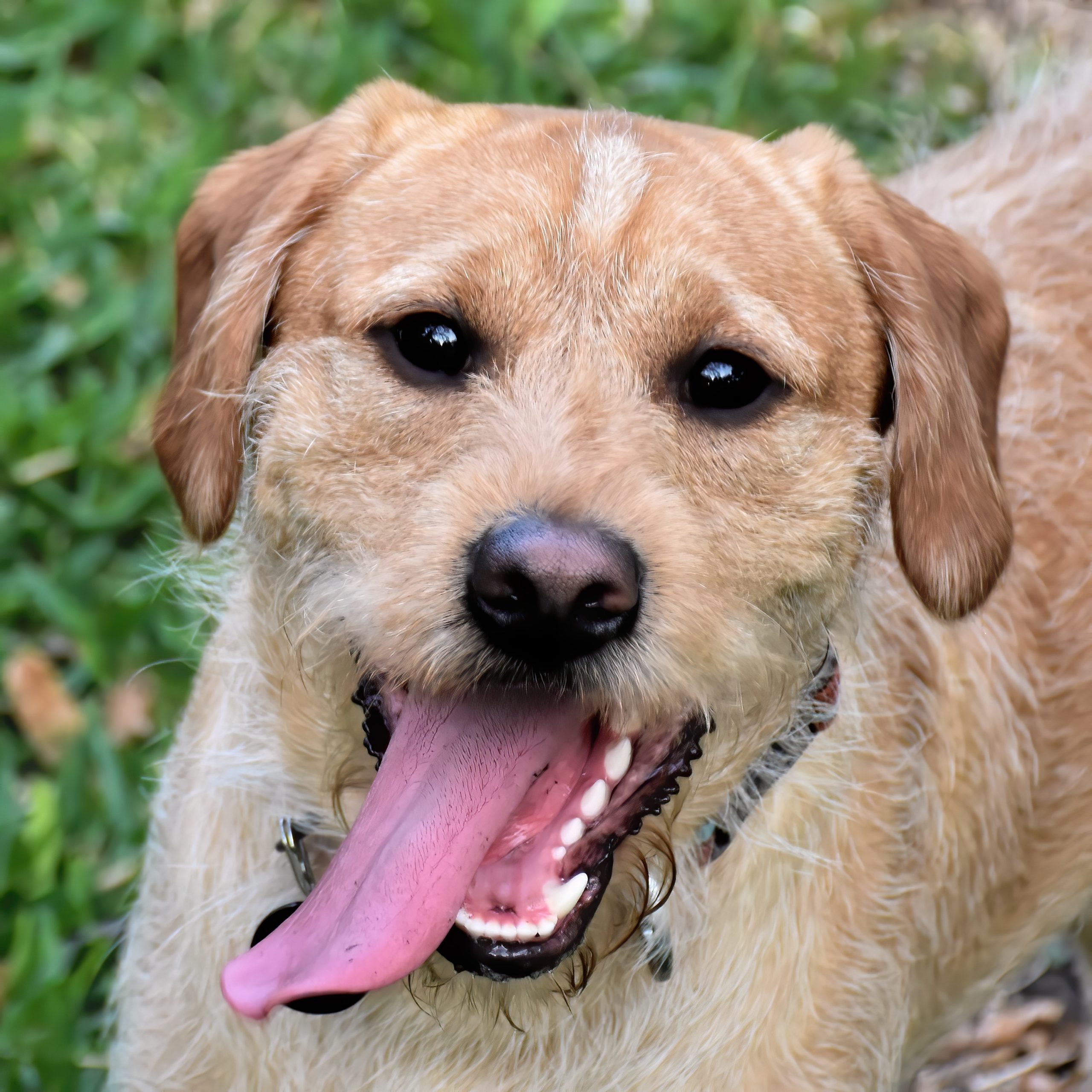 Veterinarian Tampa FL