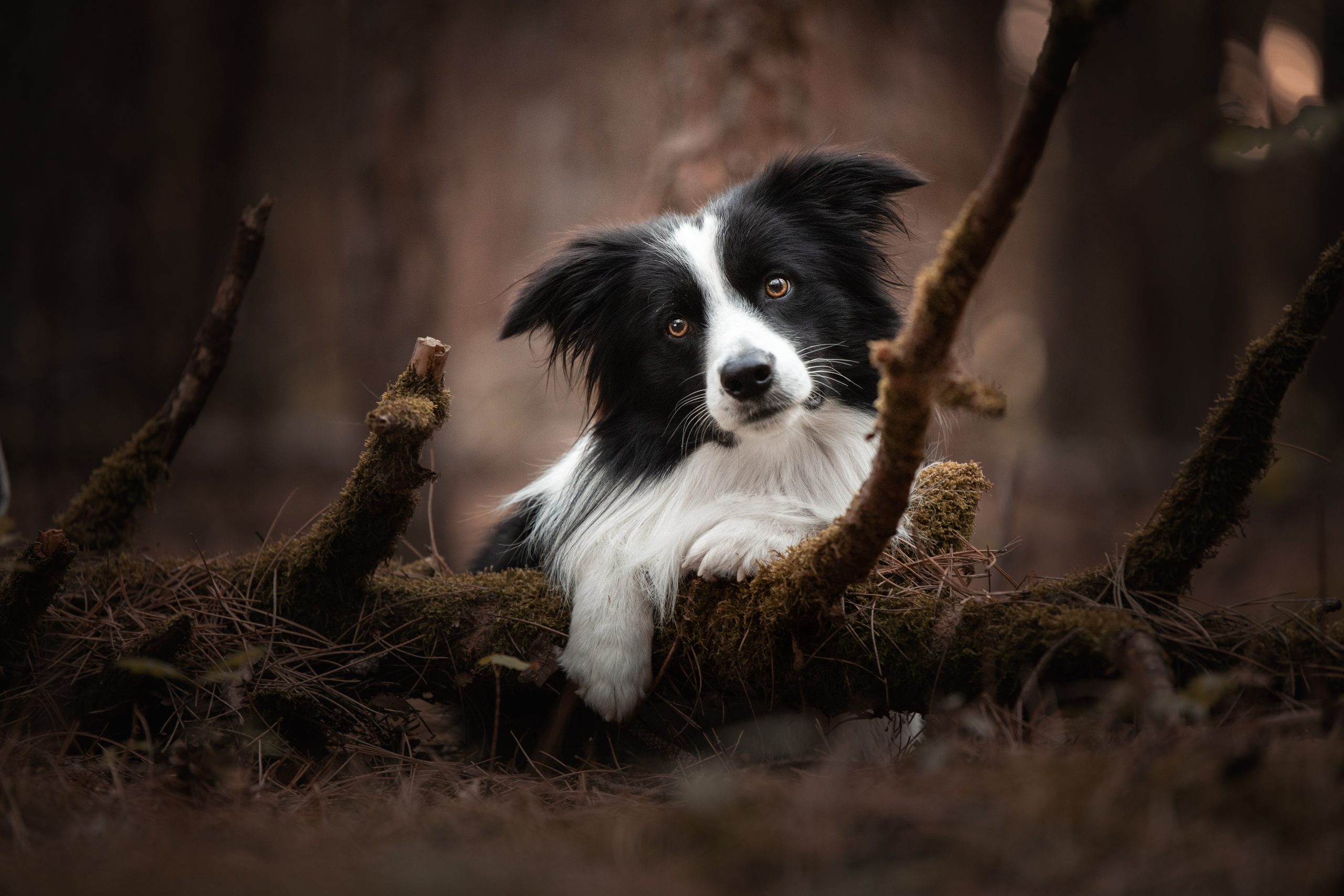 Online Vet Appointment Denver CO