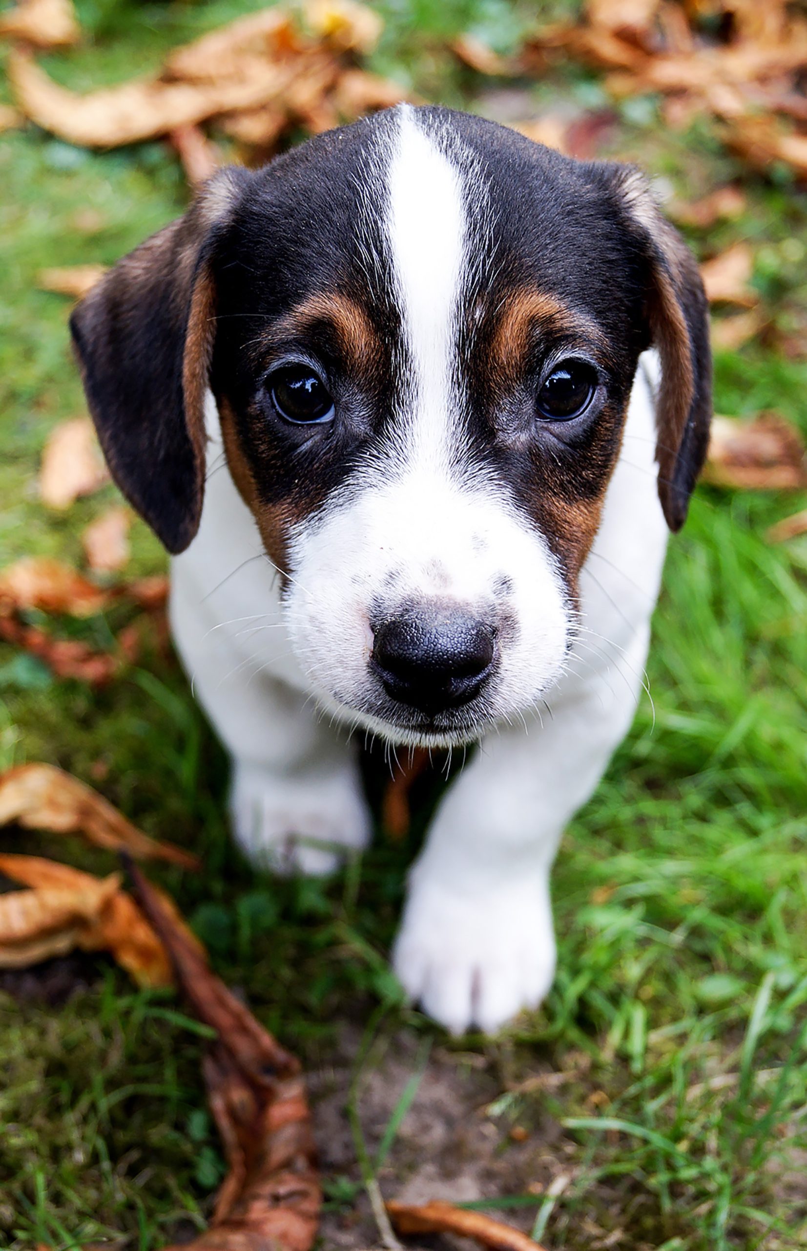 Vets Near Me for Dogs Seattle WA