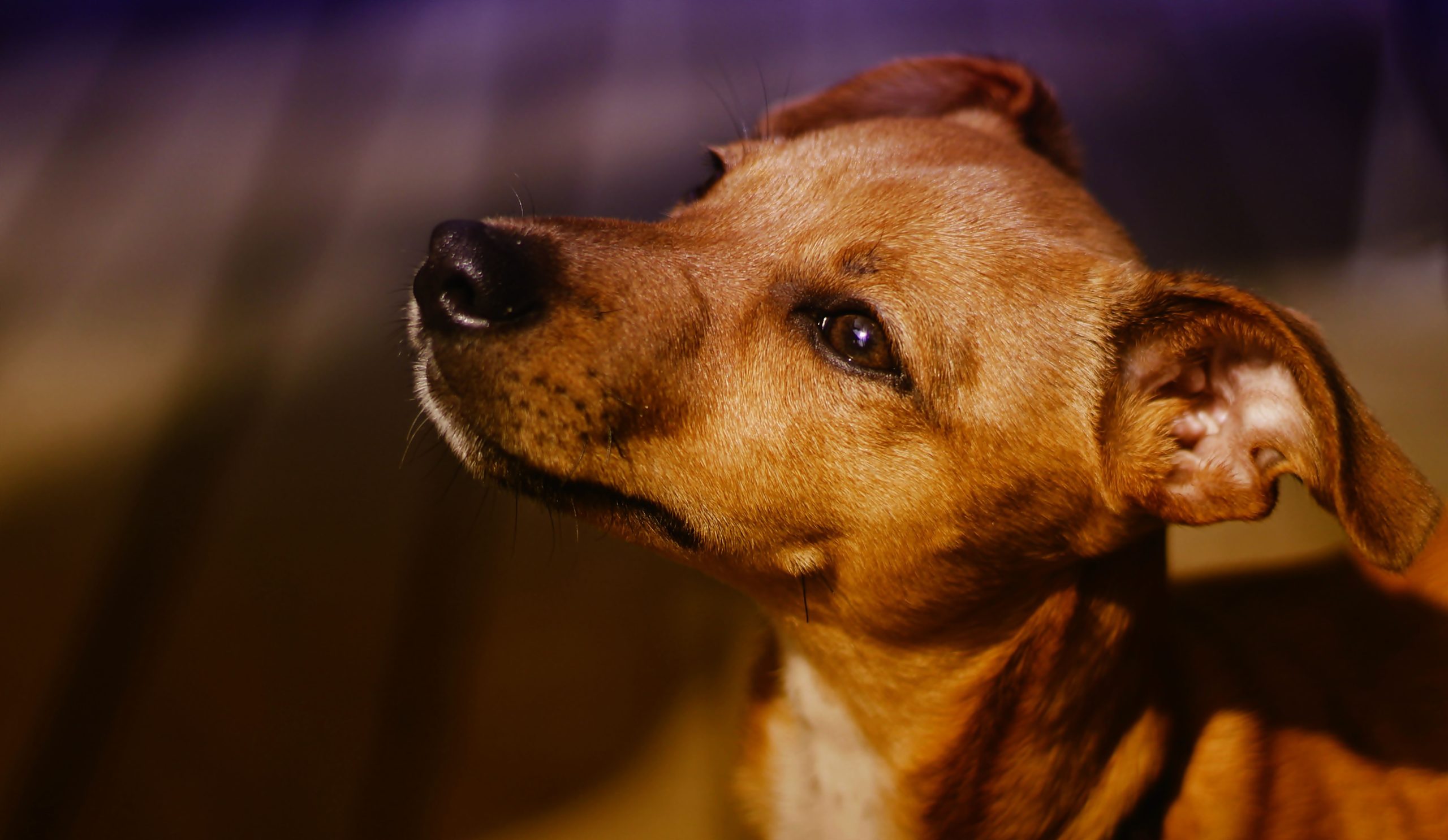 Online Vet Washington DC