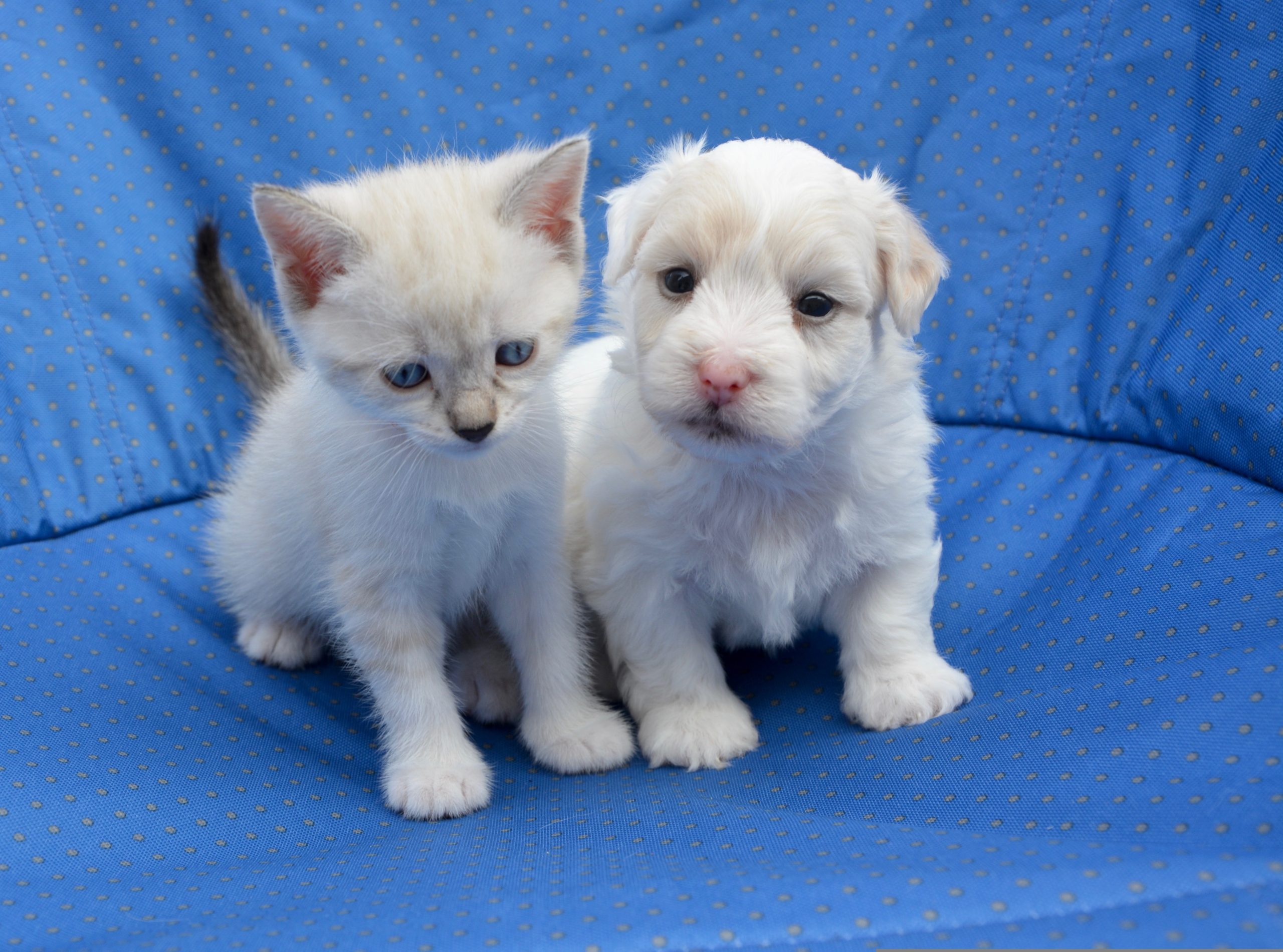Veterinarian Portland OR