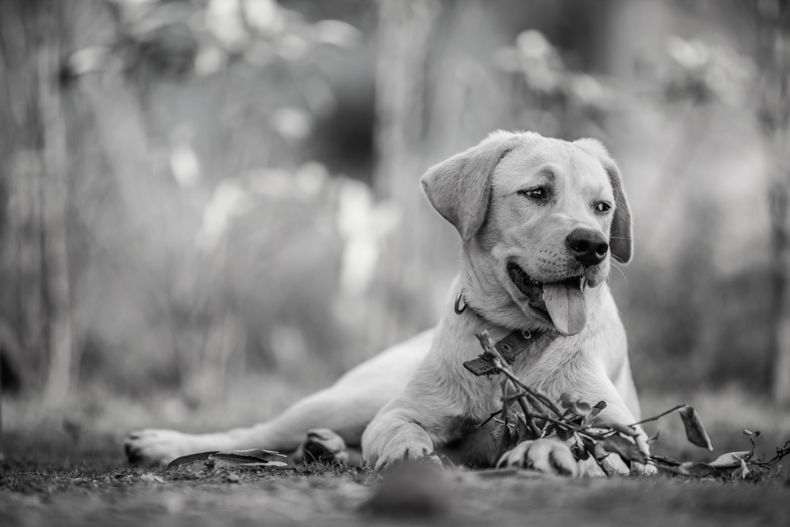 Veterinarian Tulsa OK