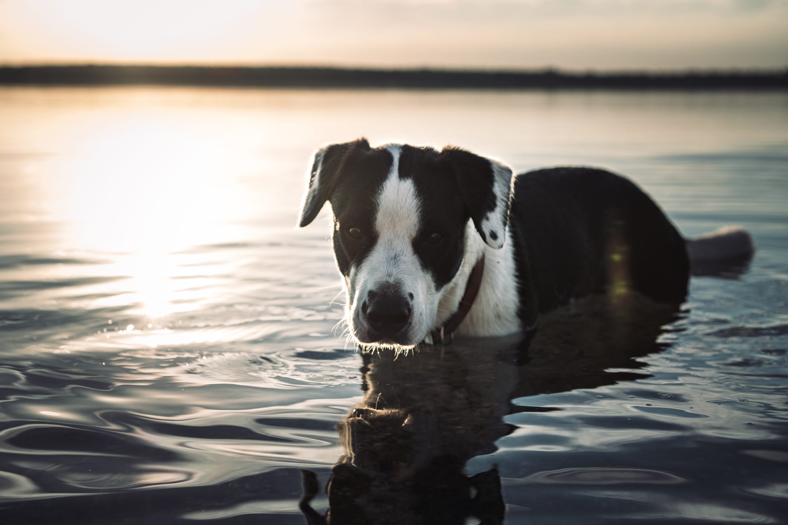 Veterinarian San Antonio TX