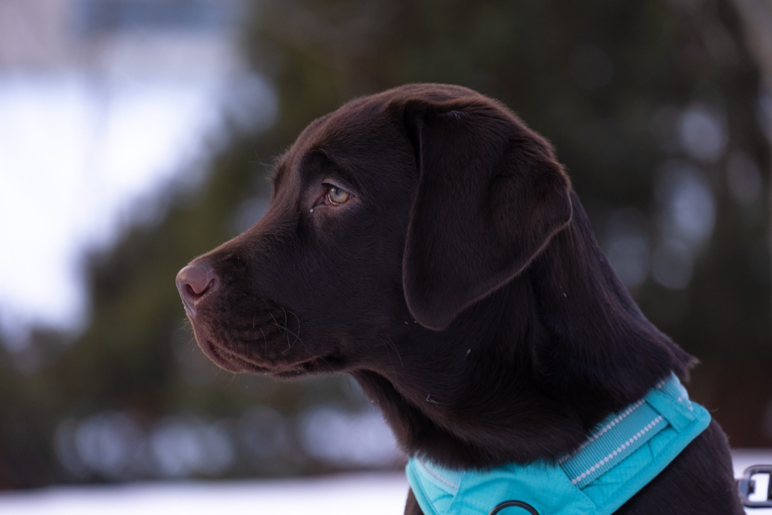 Online Vet Minneapolis MN