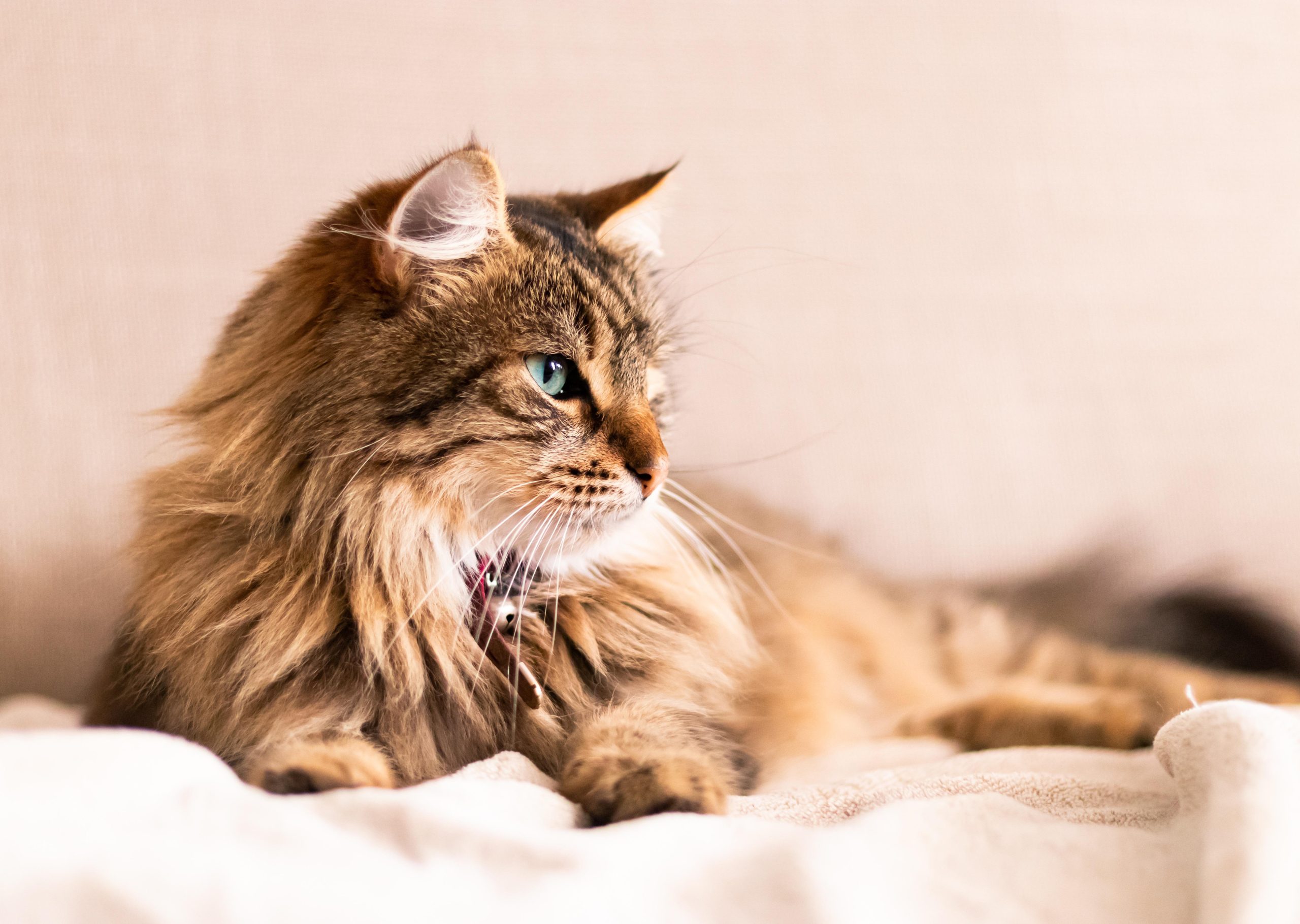Online Vet Wichita KS