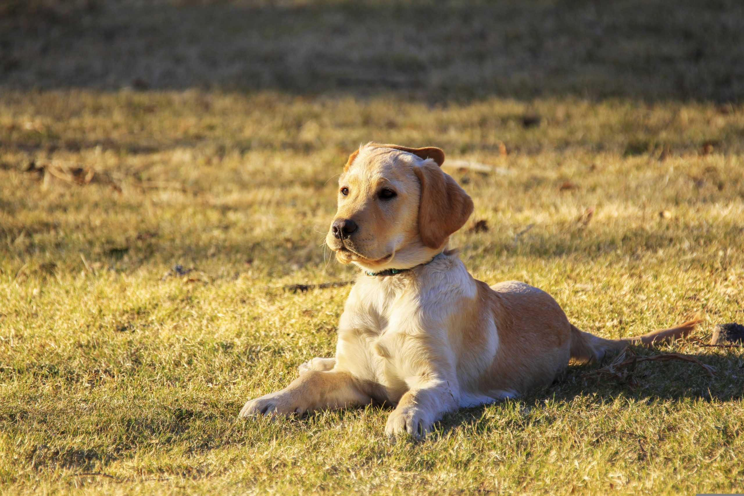 Veterinarian Columbus OH