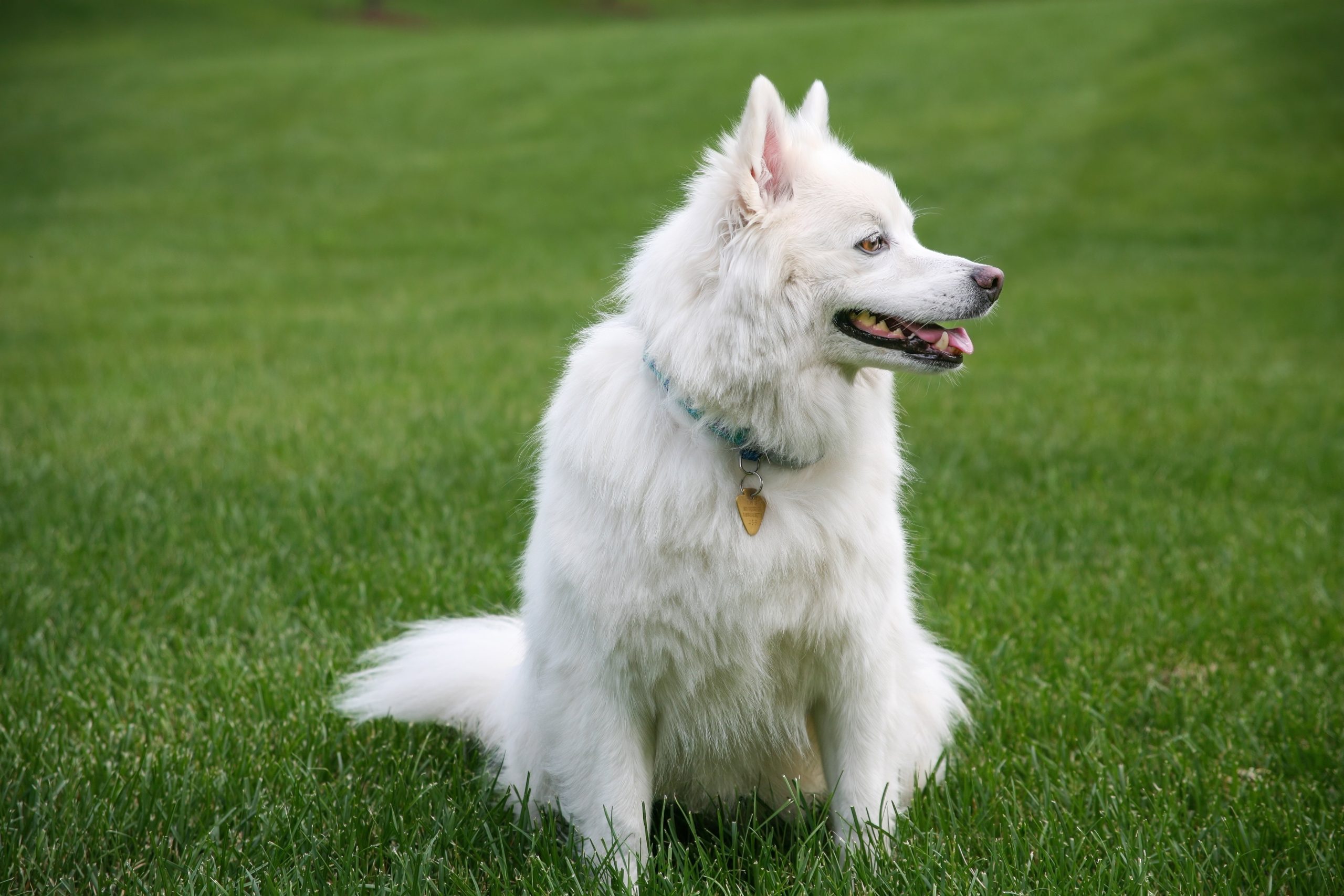 Online Vet Appointment Indianapolis IN