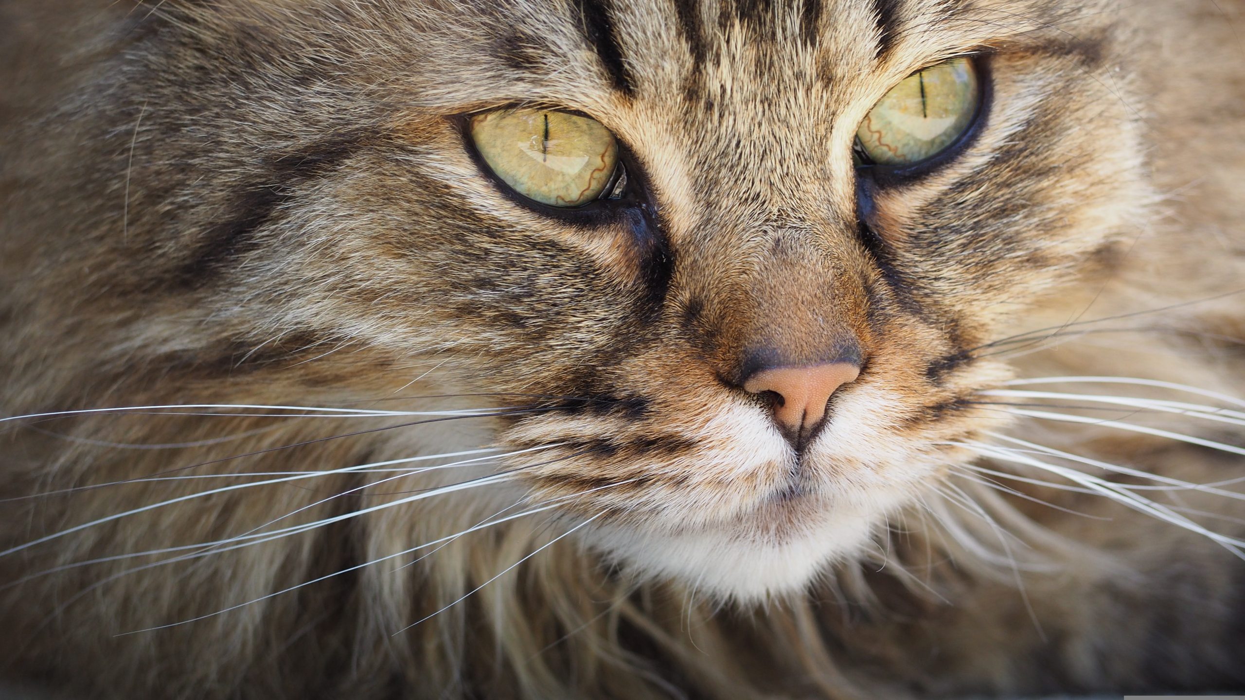 Online Vet Appointment Phoenix AZ