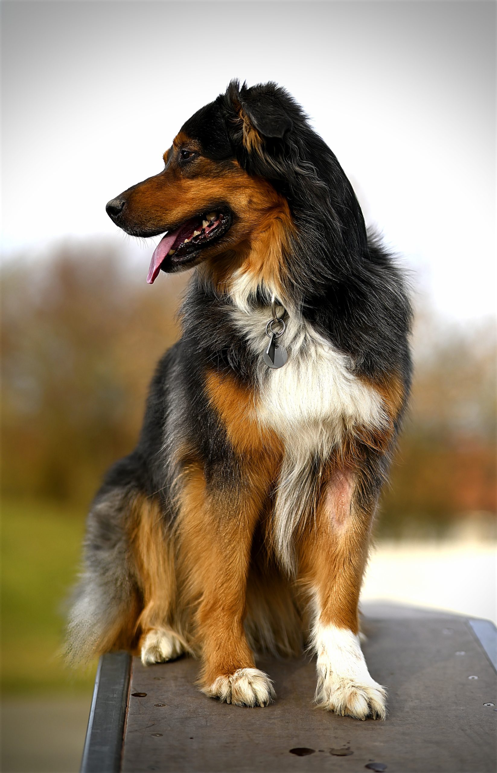Online Vet Appointment Denver CO