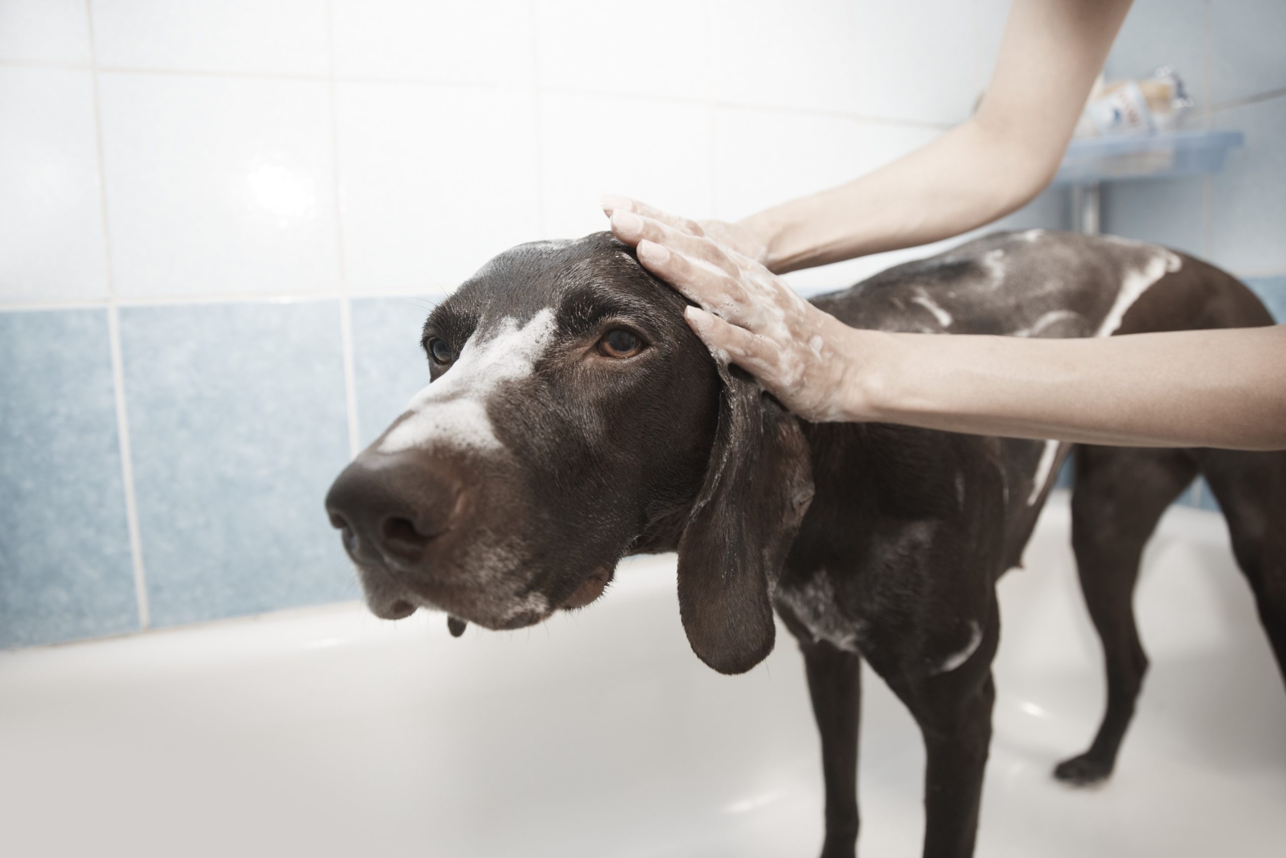 Online Vet Appointment Boston MA