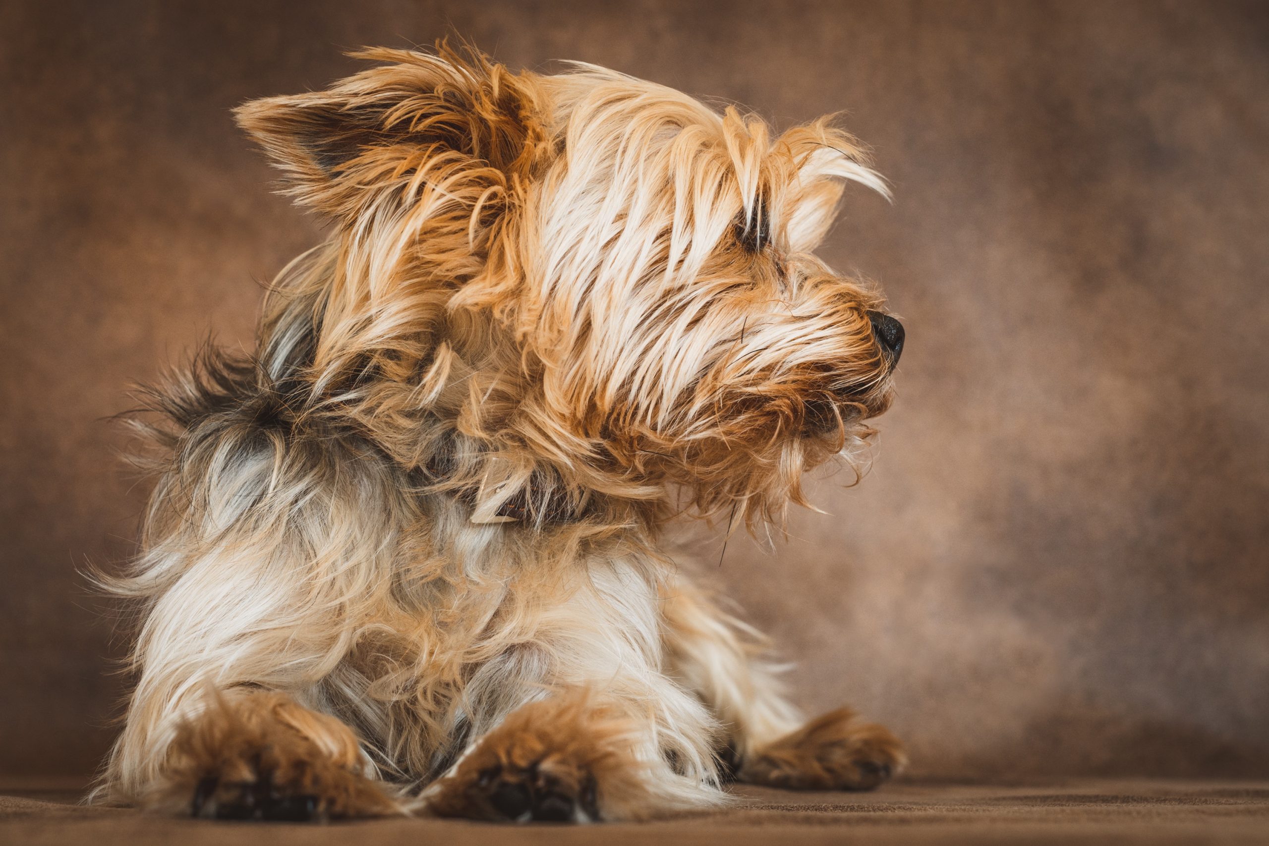 Online Vet Las Vegas NV