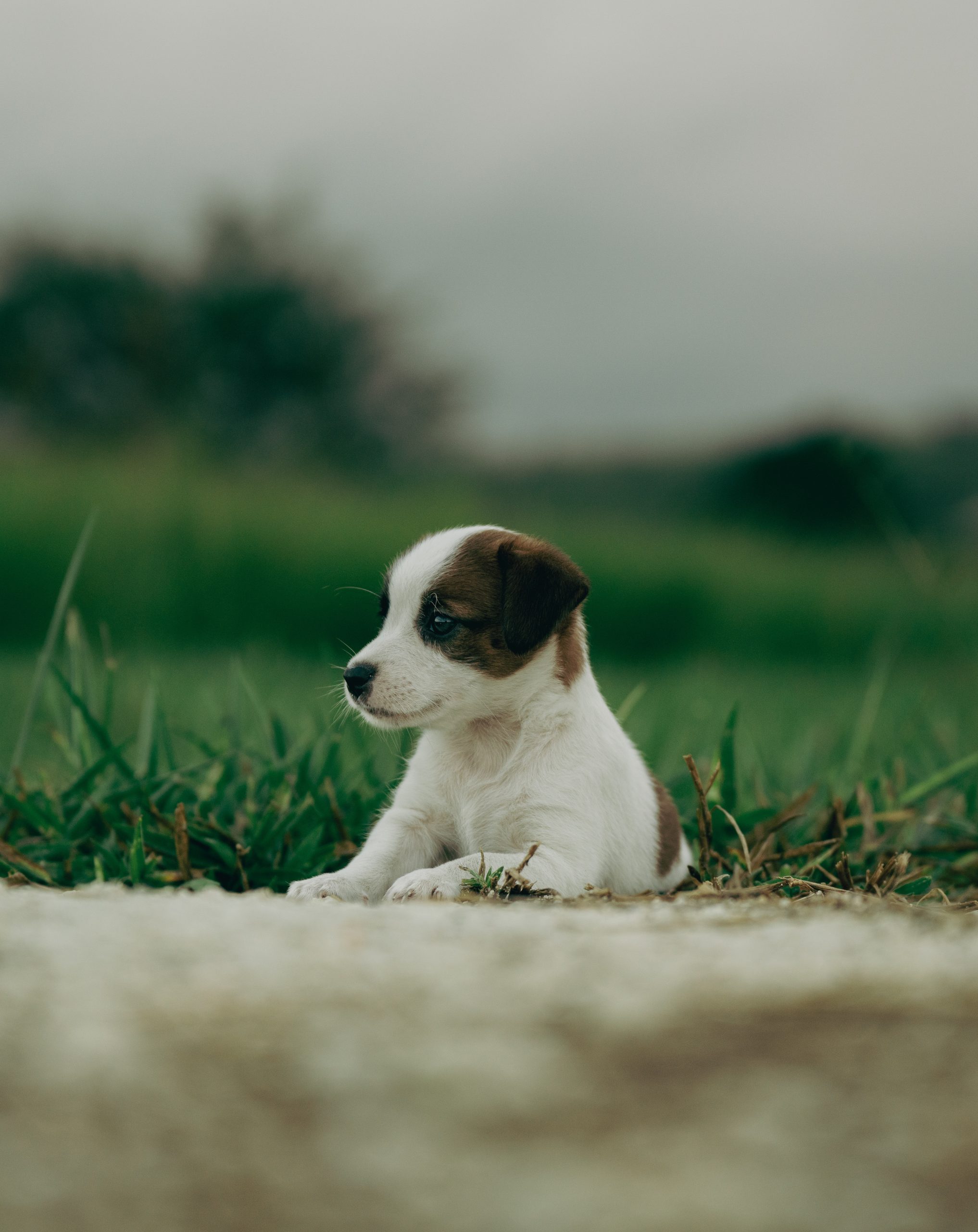 Online vet Memphis TN