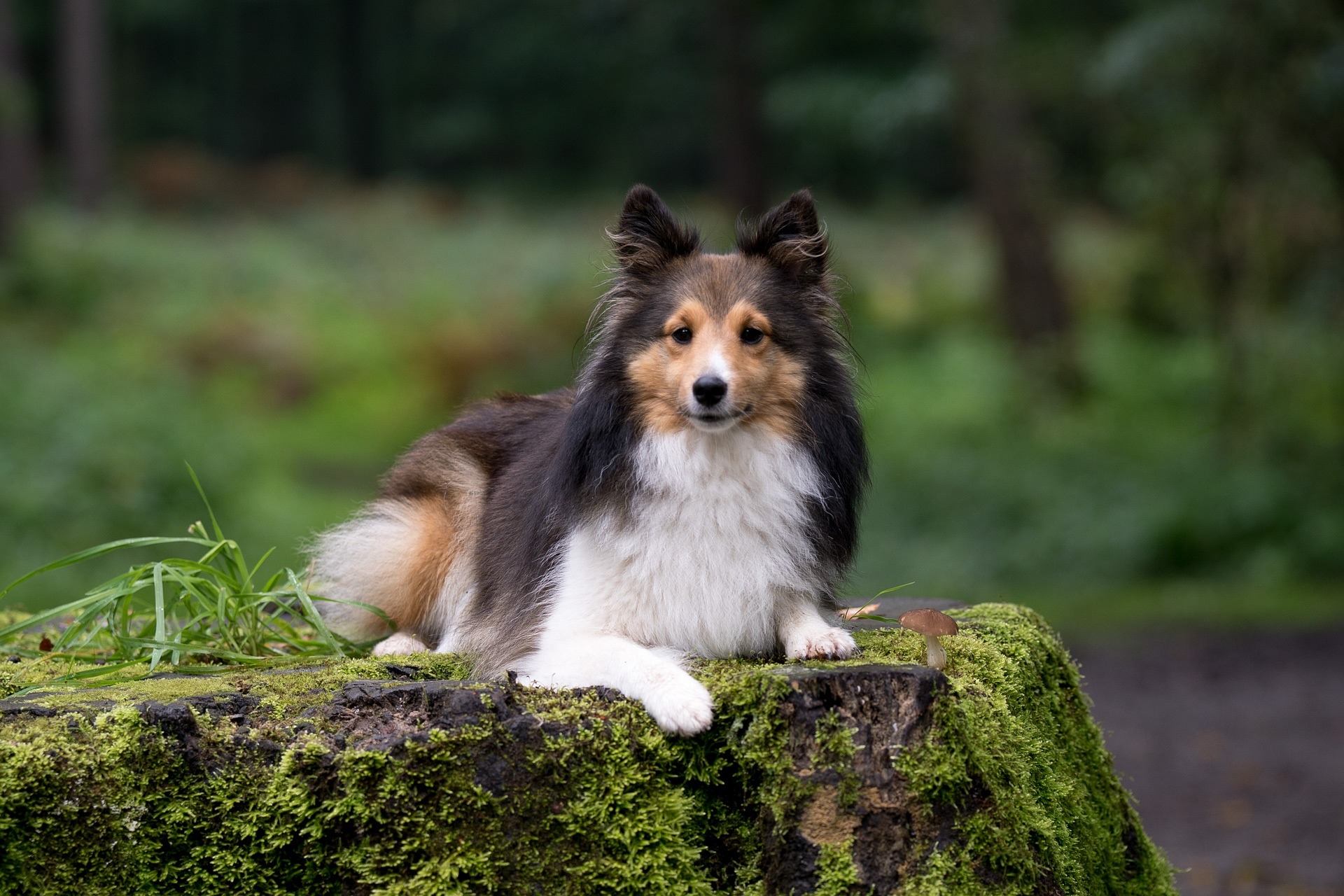 Best Vets Baltimore MD