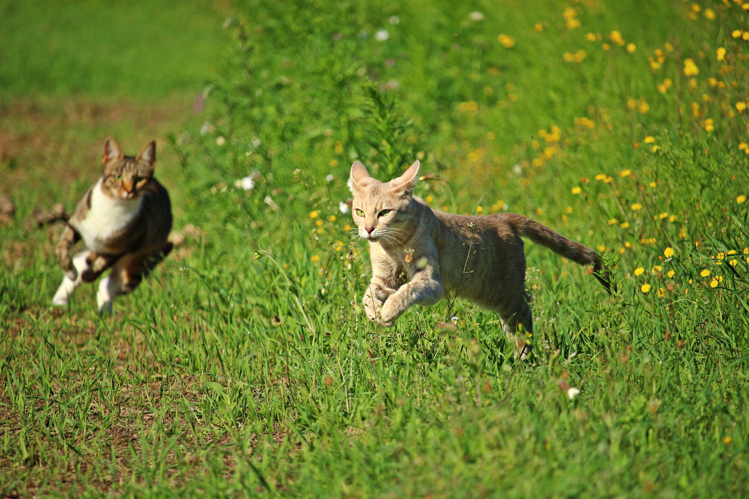 Online Vet Appointment Milwaukee WI