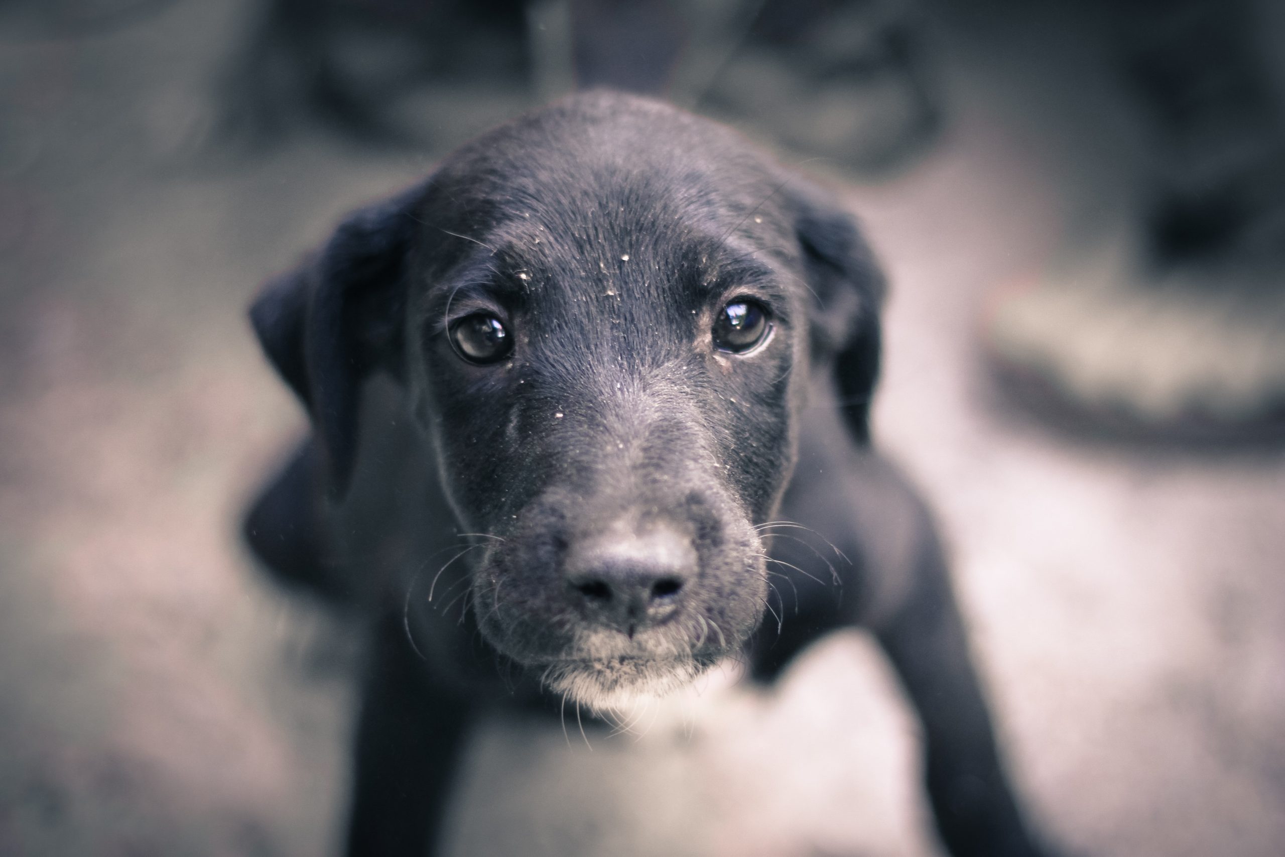 Veterinarian Albuquerque NM