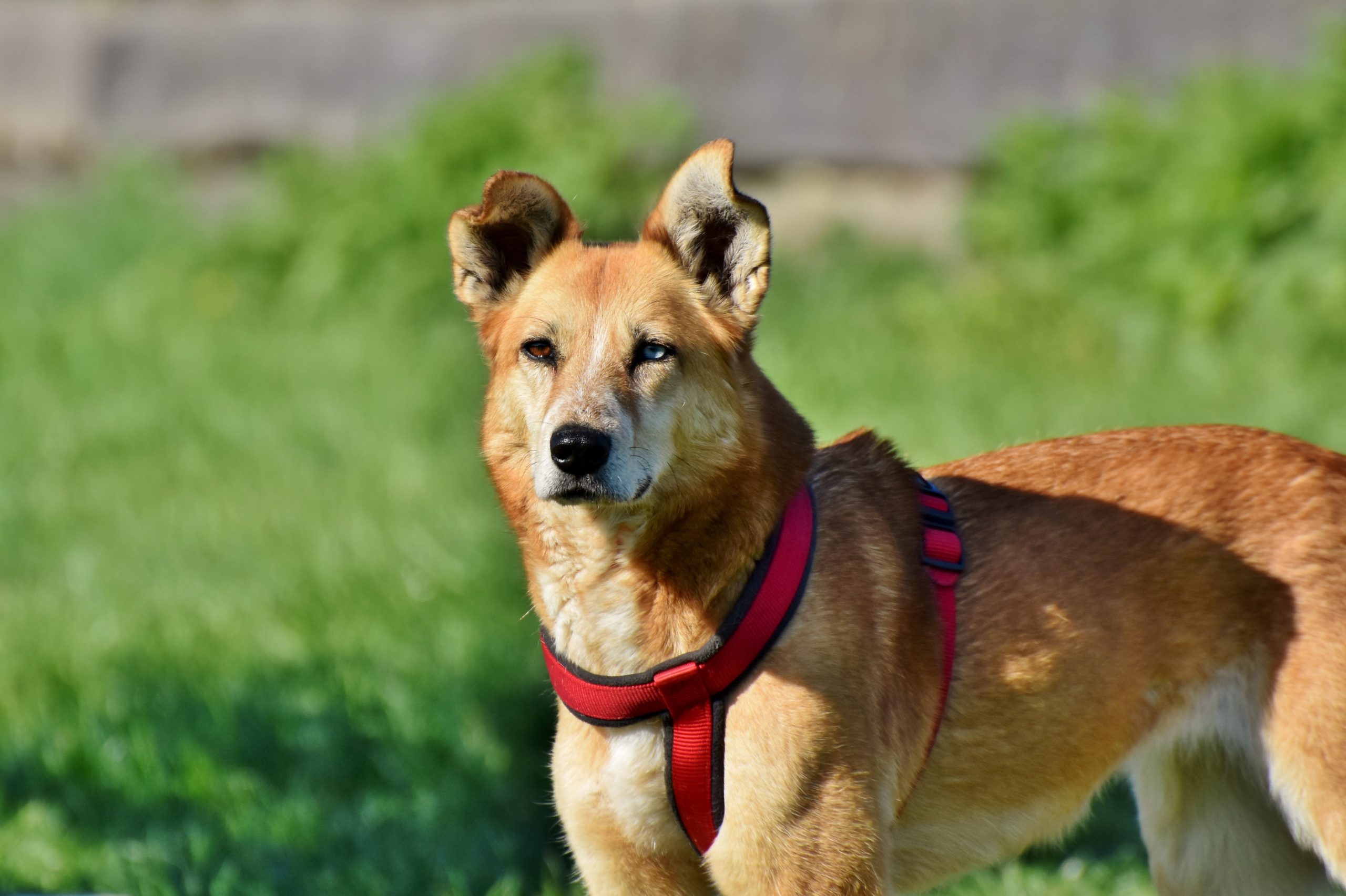 Veterinarian Sacramento CA