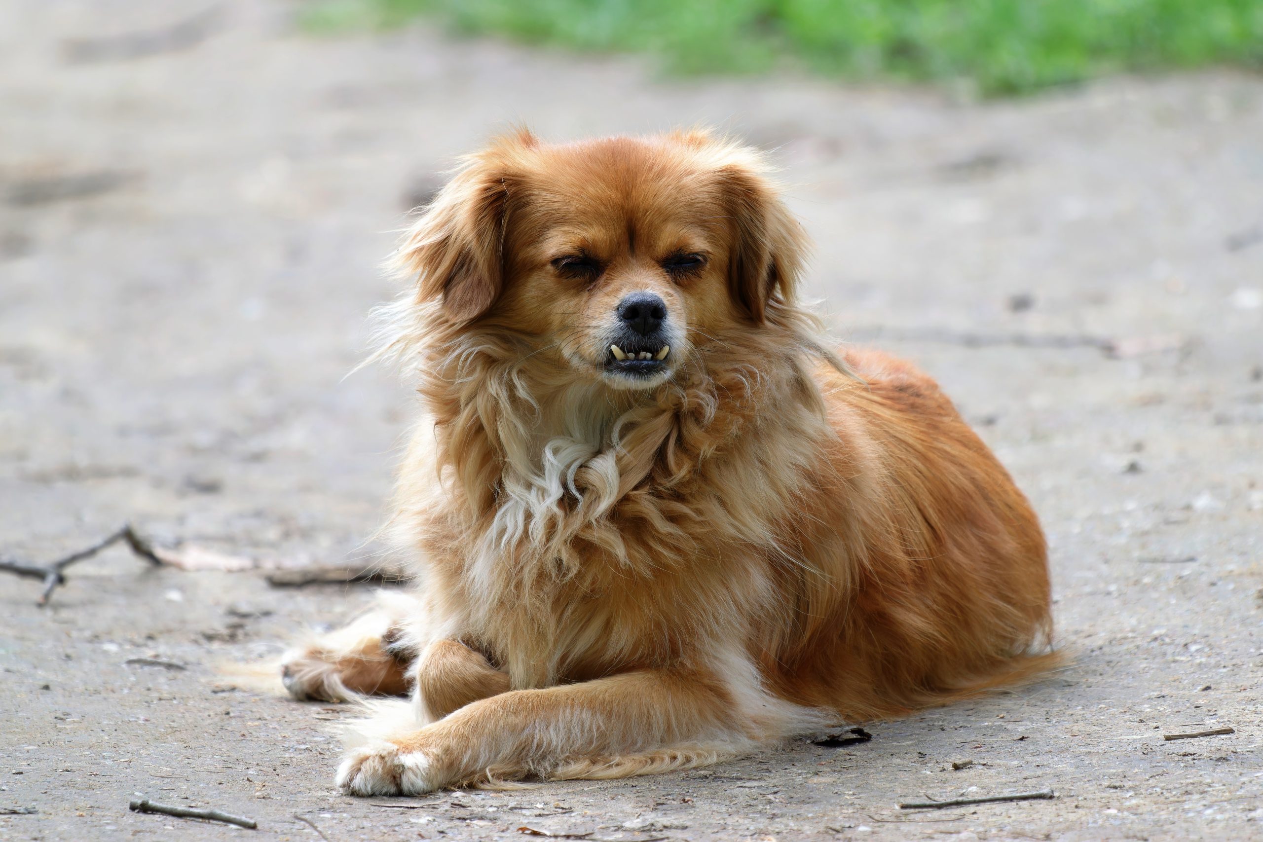 Online Vet Atlanta GA
