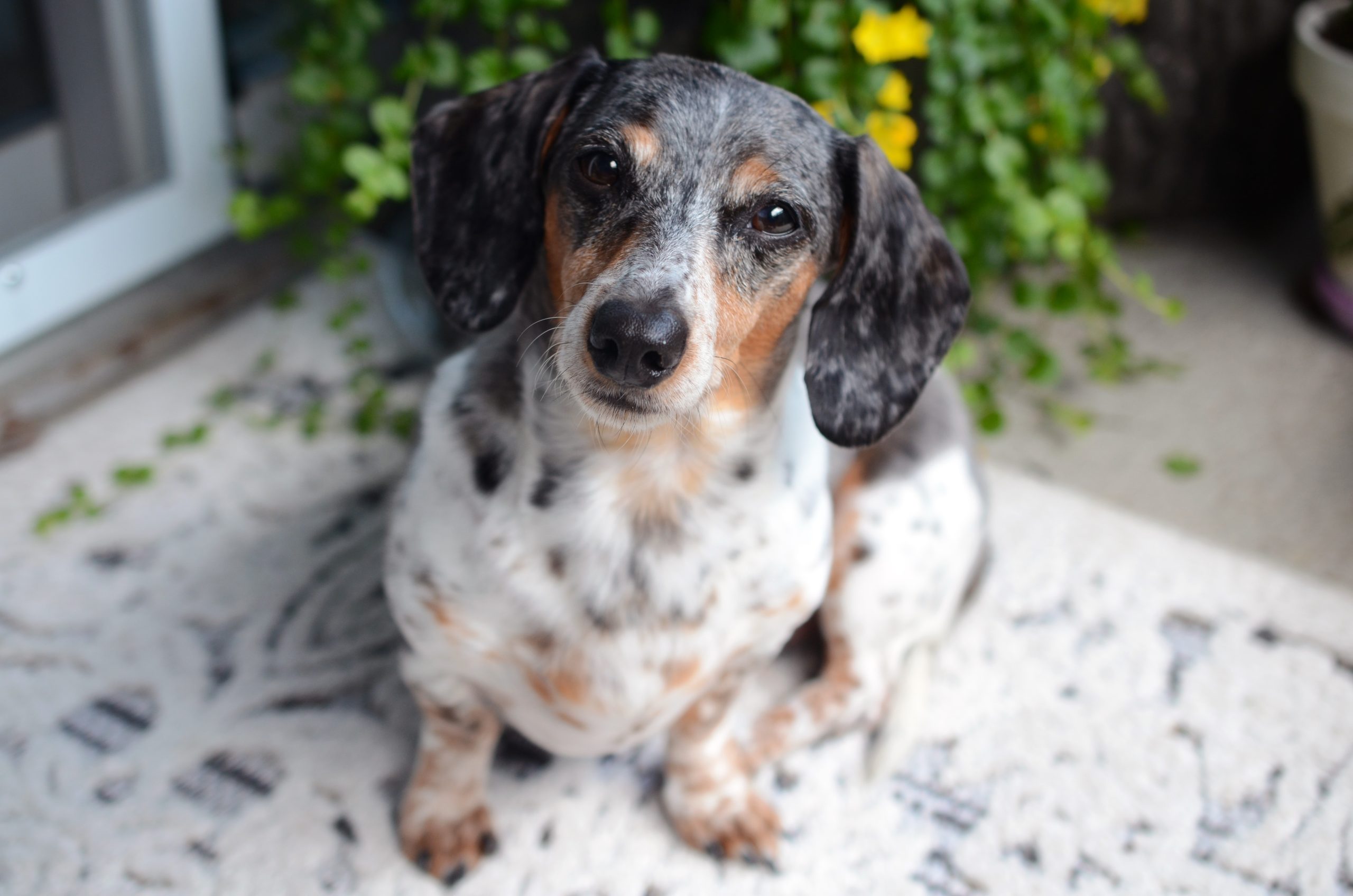 Best Vets Raleigh NC