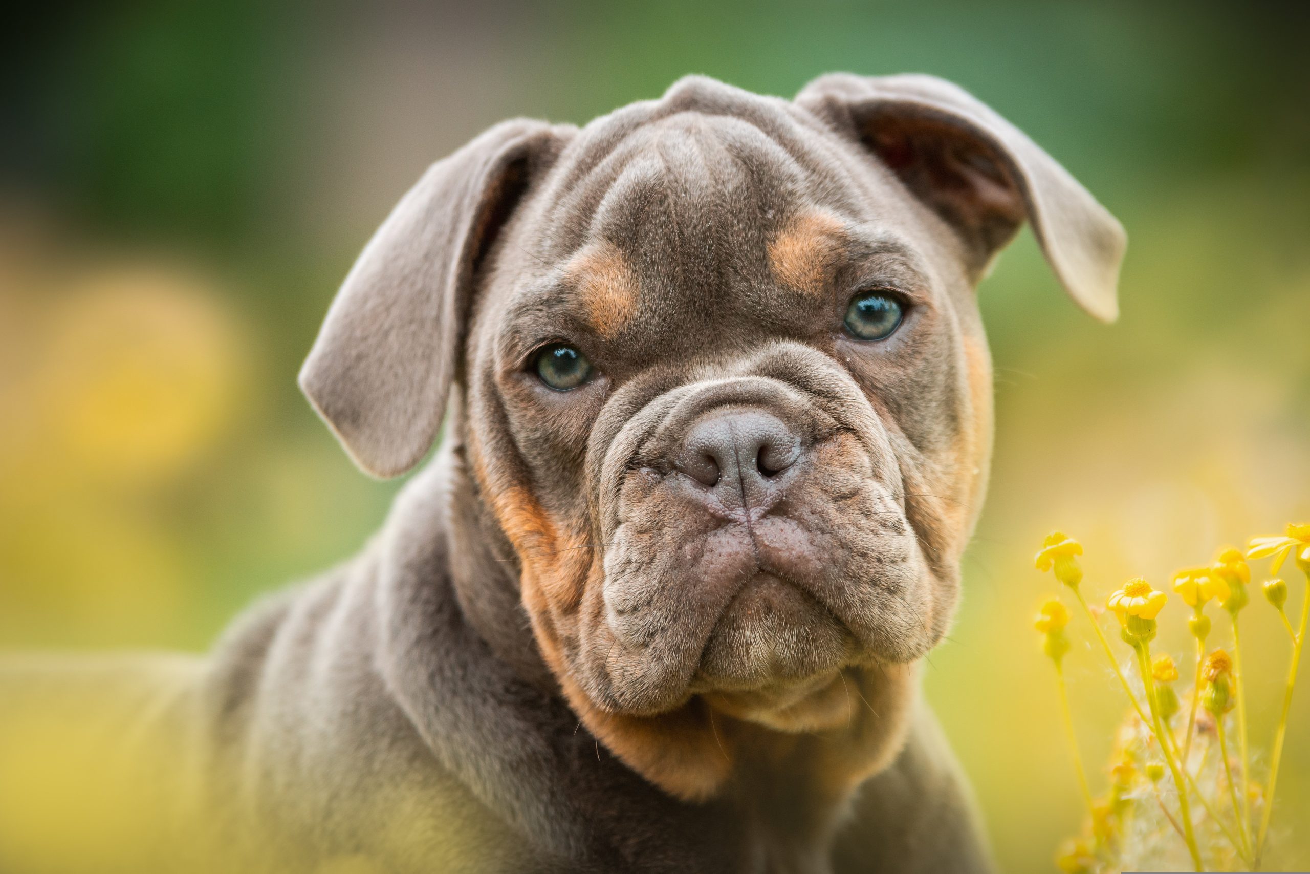 Online Vet Appointment Oakland CA