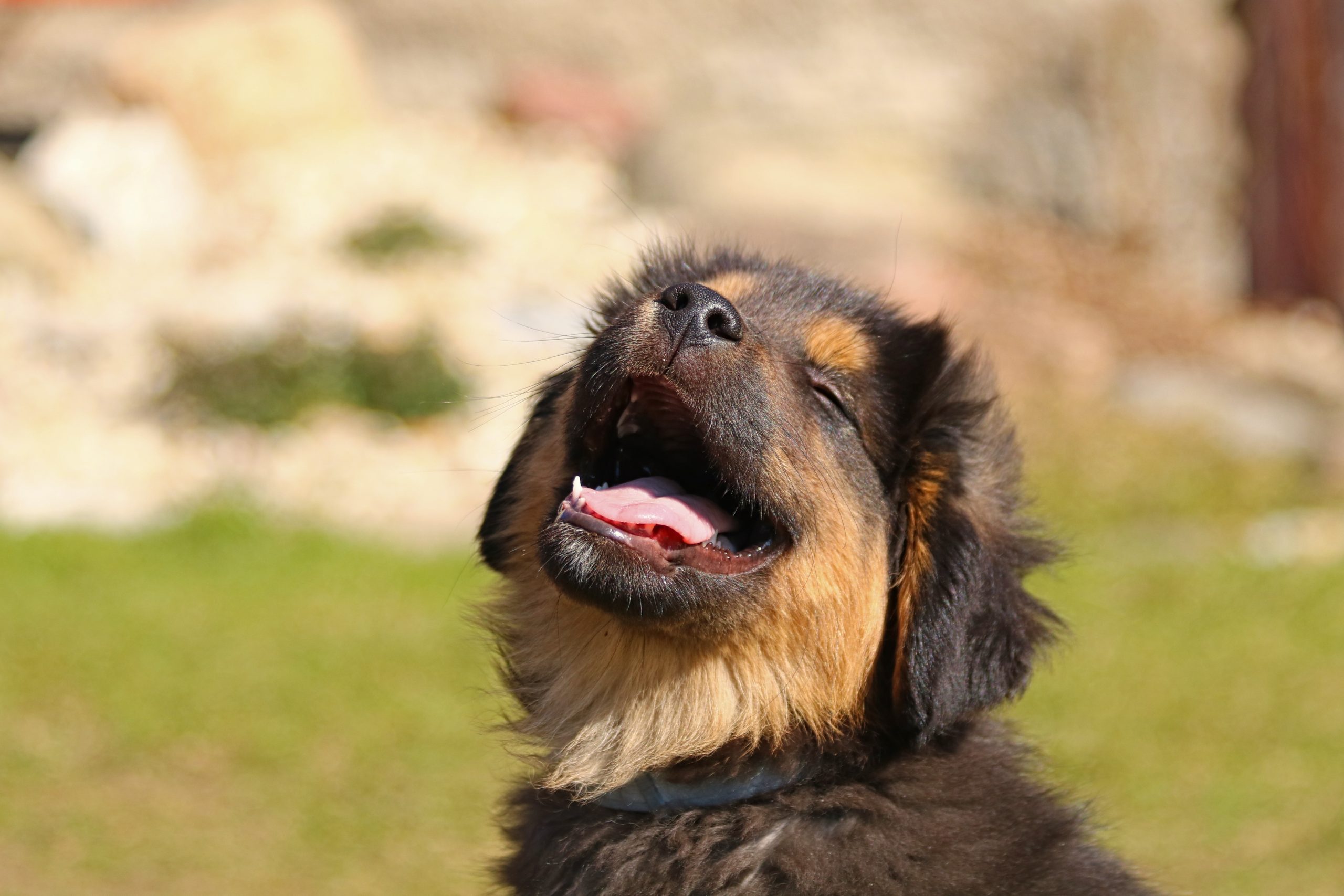 Online Vet Appointment Bakersfield CA