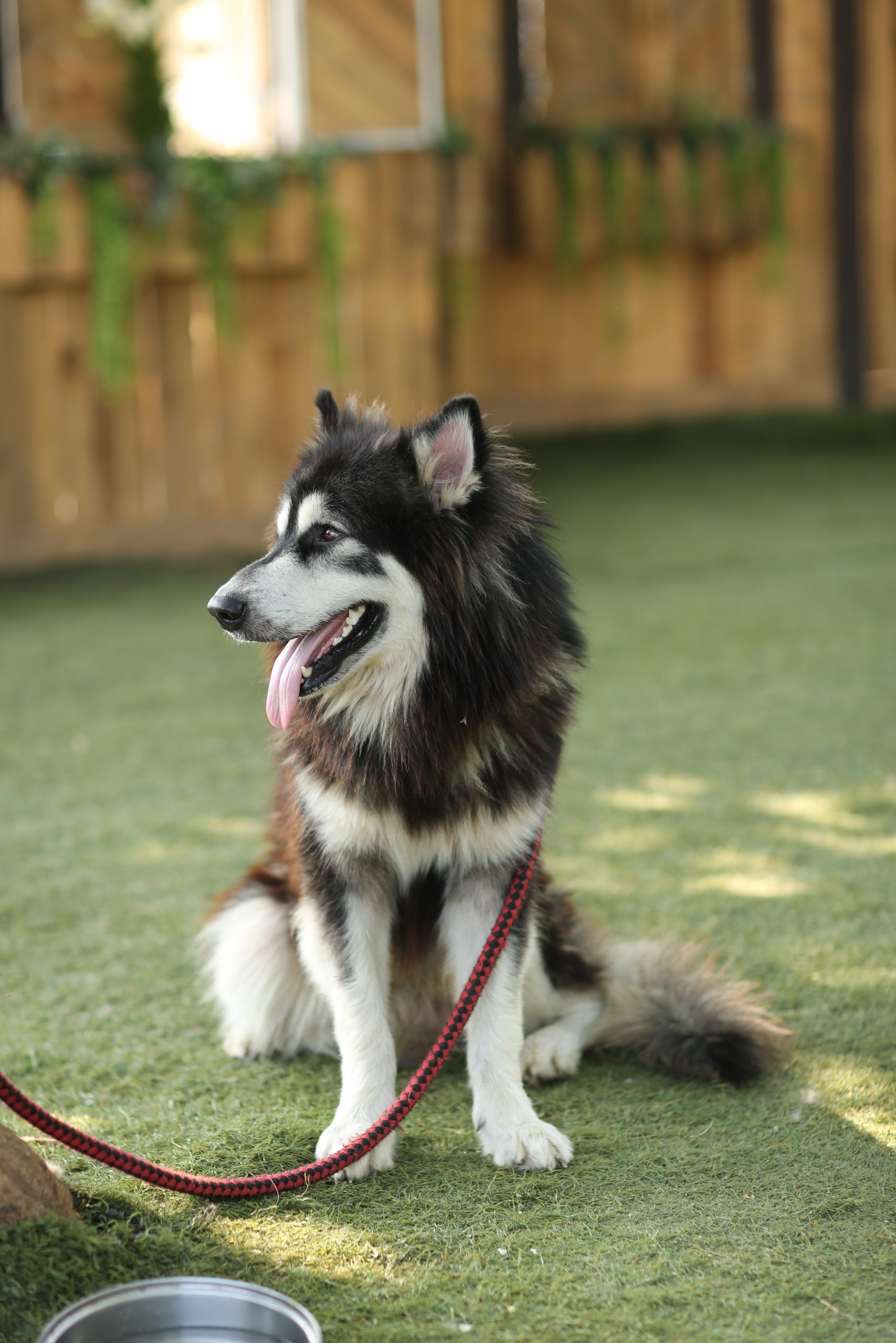 Vet Arlington TX
