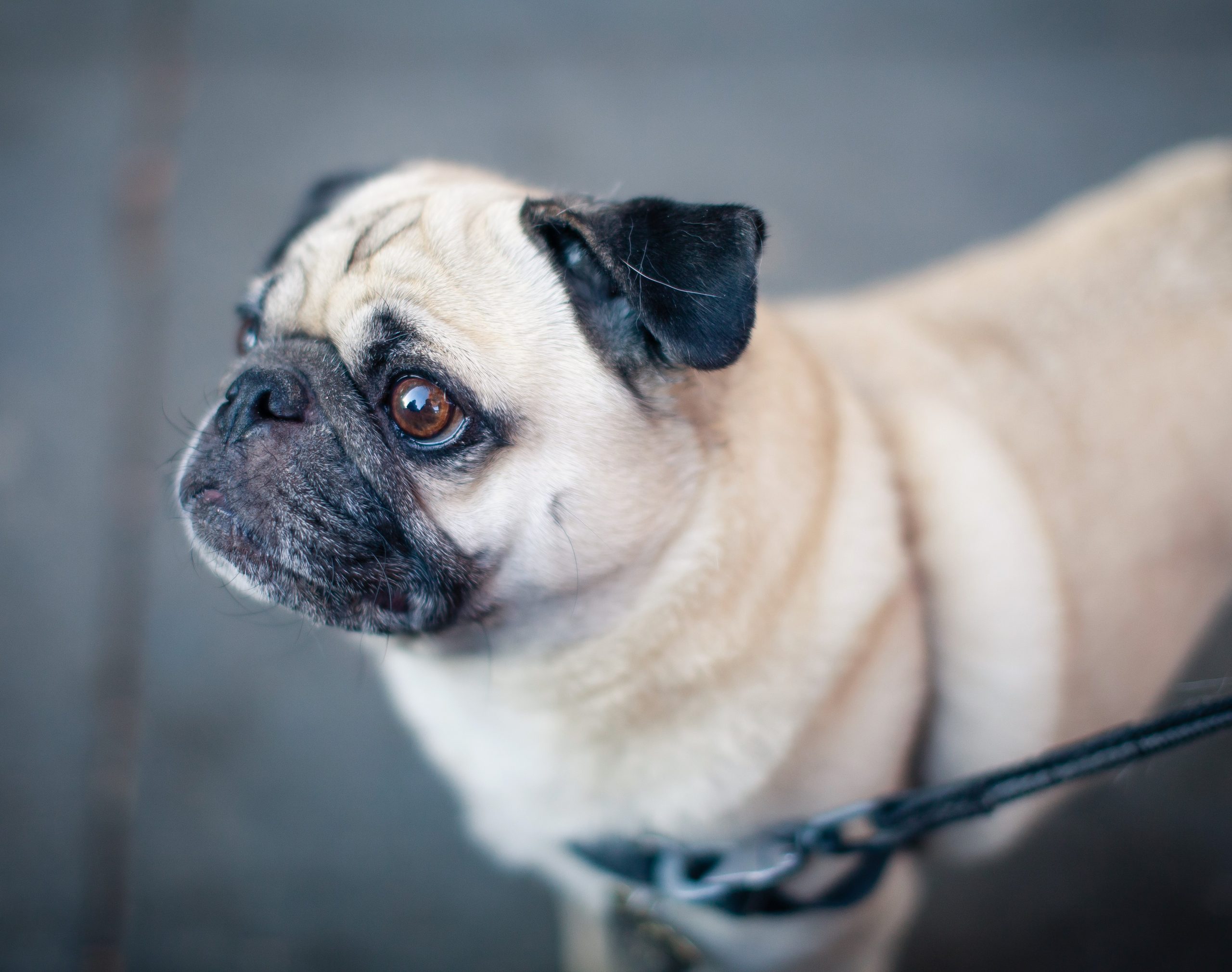 Vets near me for dogs in Aurora CO