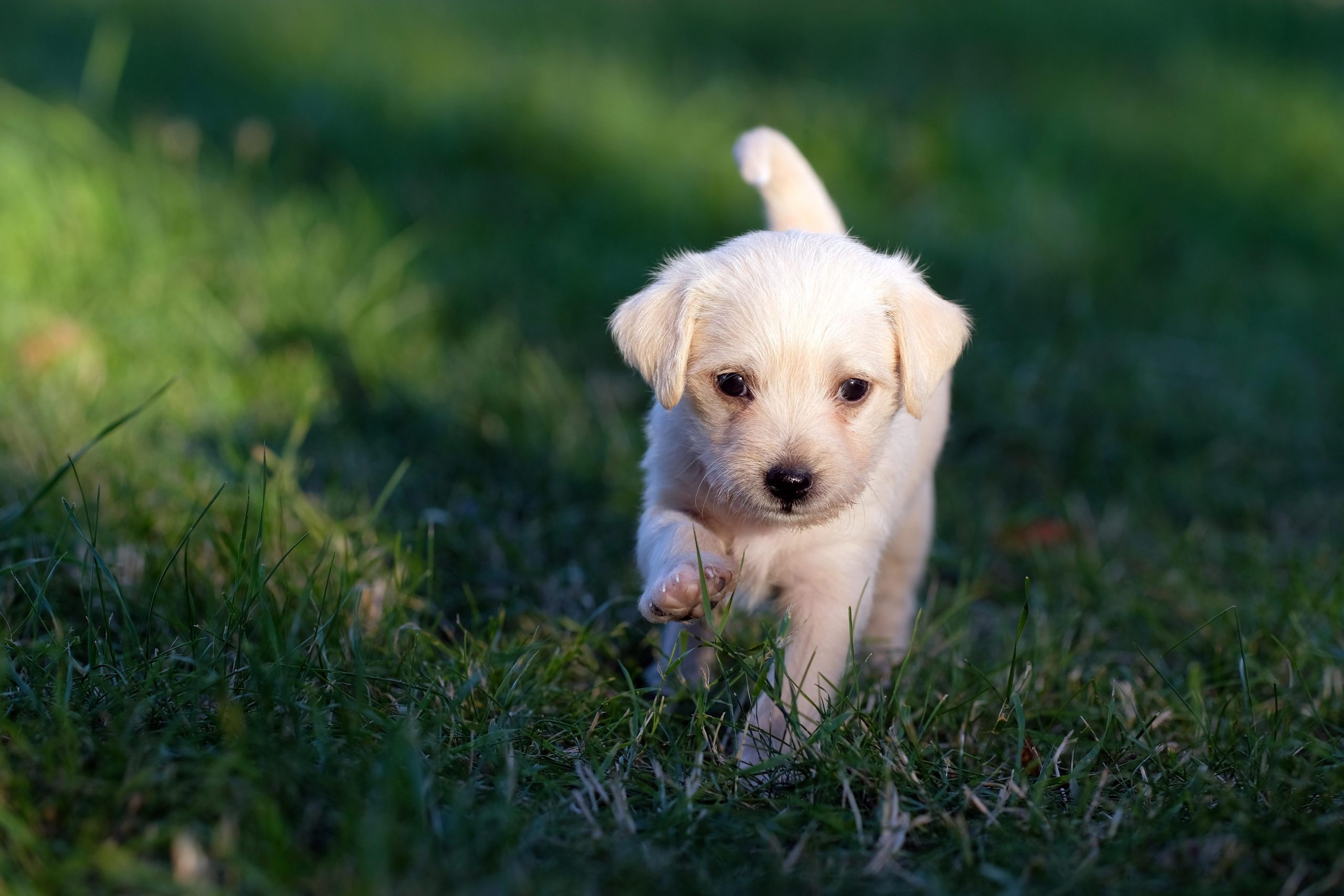 Veterinarian Dallas TX