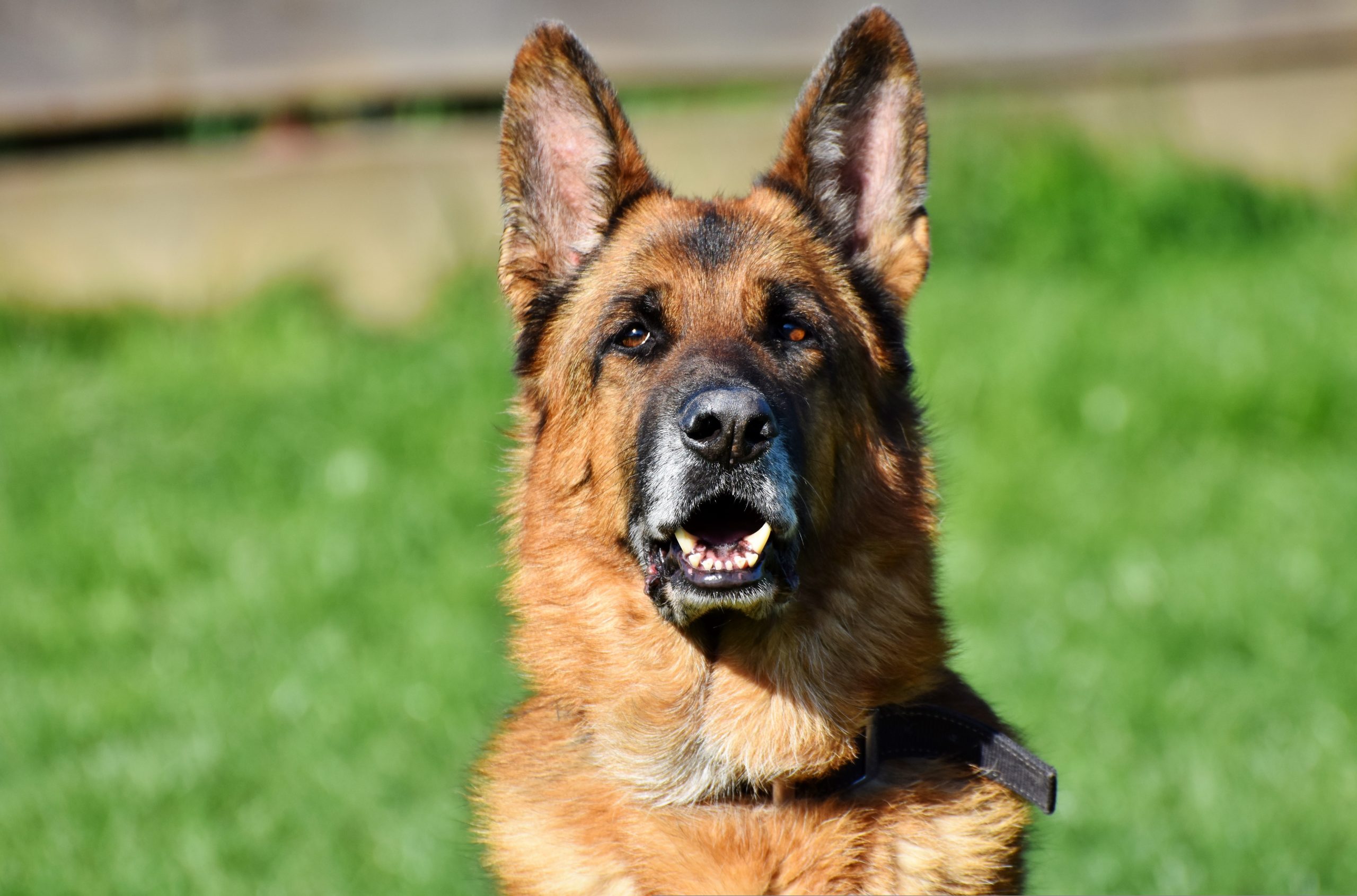 Veterinarian Charlotte NC