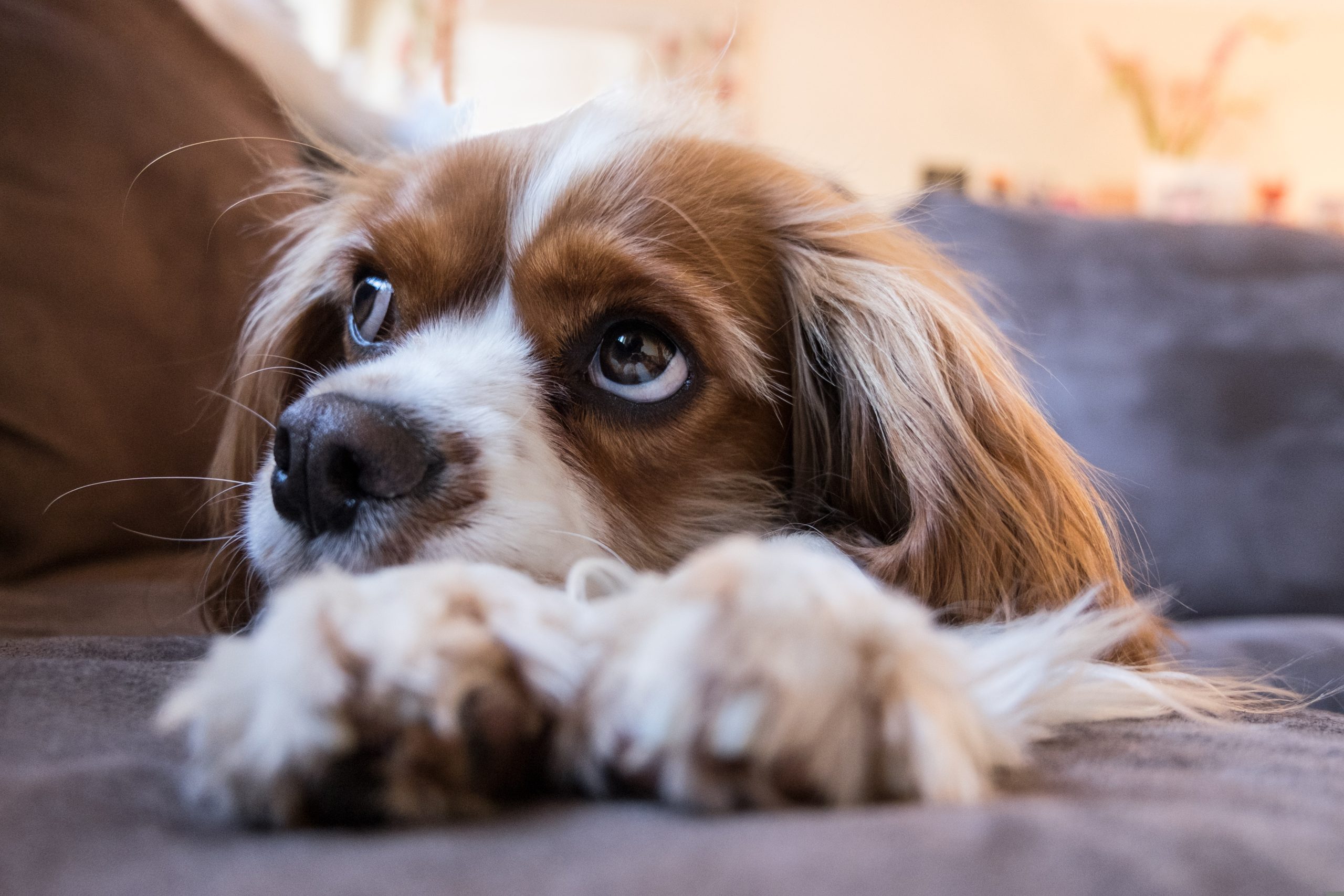 Veterinarian Austin TX
