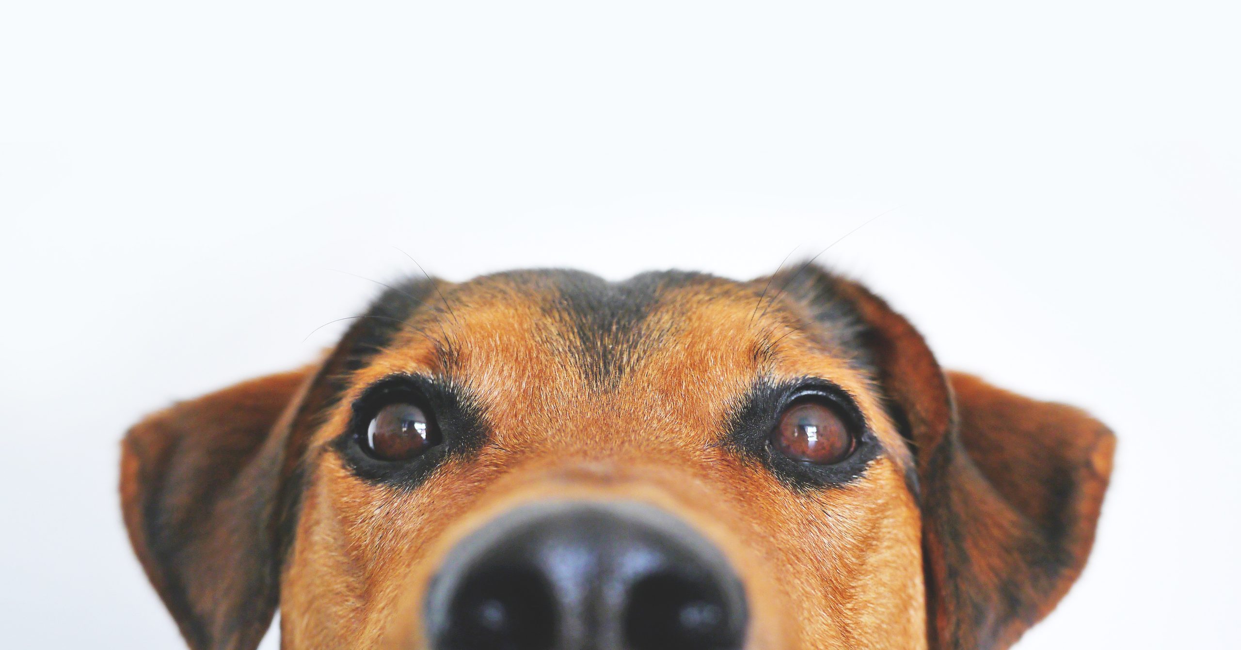 Online Vet Appointment Phoenix AZ