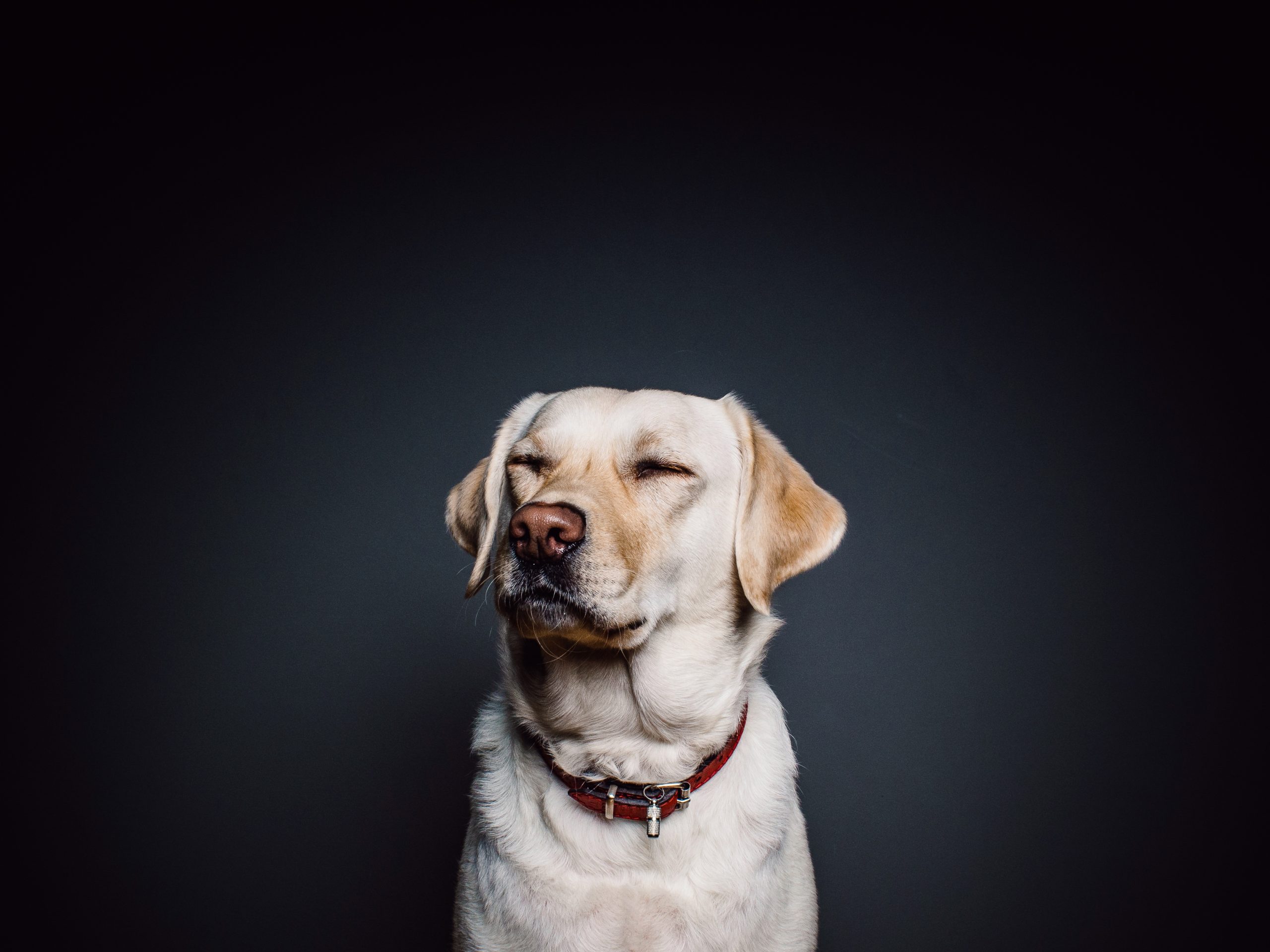 Online Vet Appointment Phoenix AZ