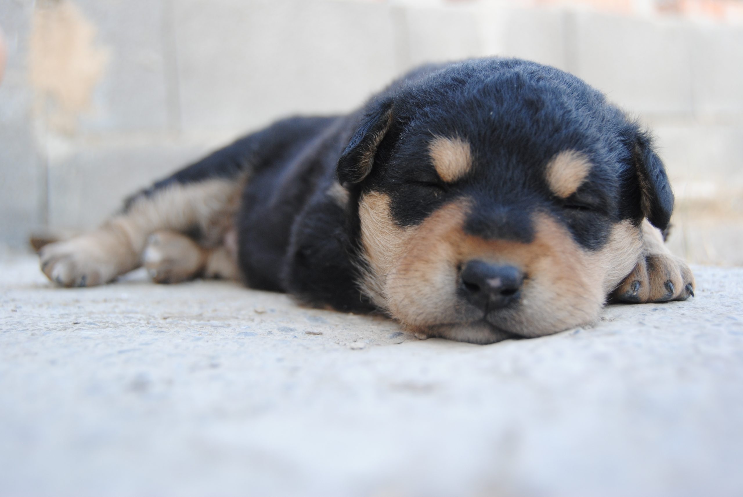 Online Vet Jacksonville FL