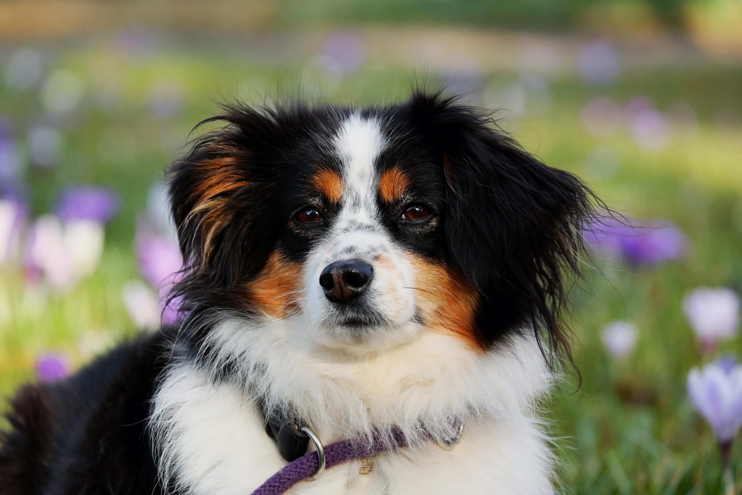 Veterinarian Dallas TX